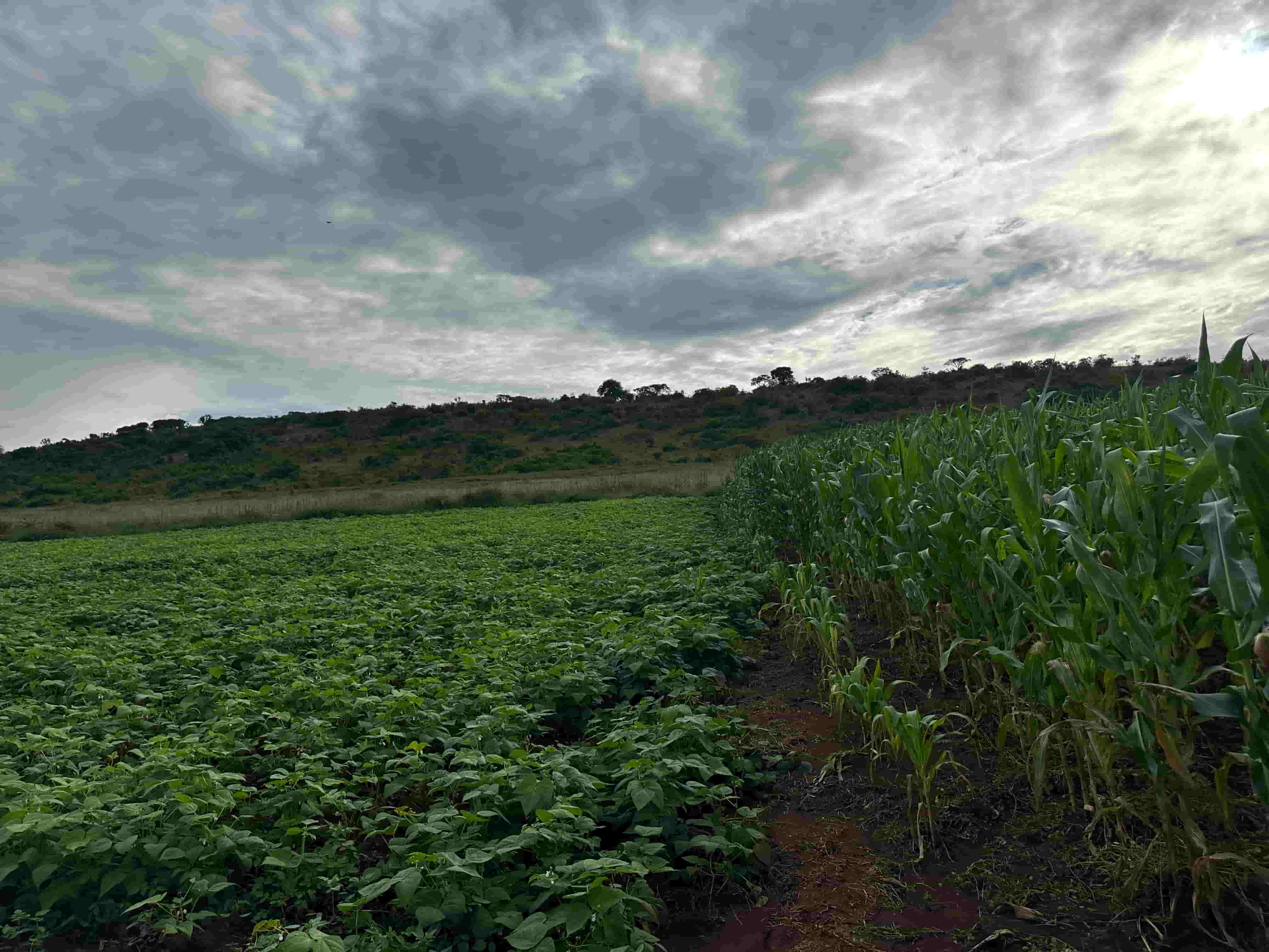 🌱 Prime Agricultural Land for Sale – 95 Hectares in Nyagatare District