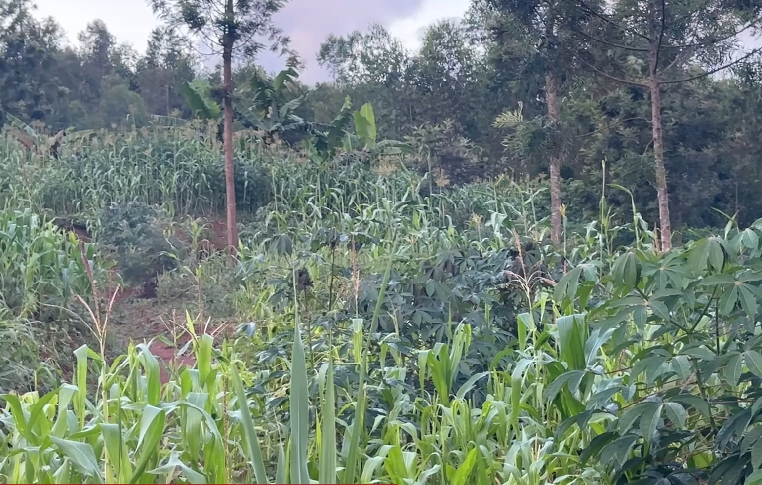 17 Hectares Lakeside Farm for Sale in Rwamagana image 8