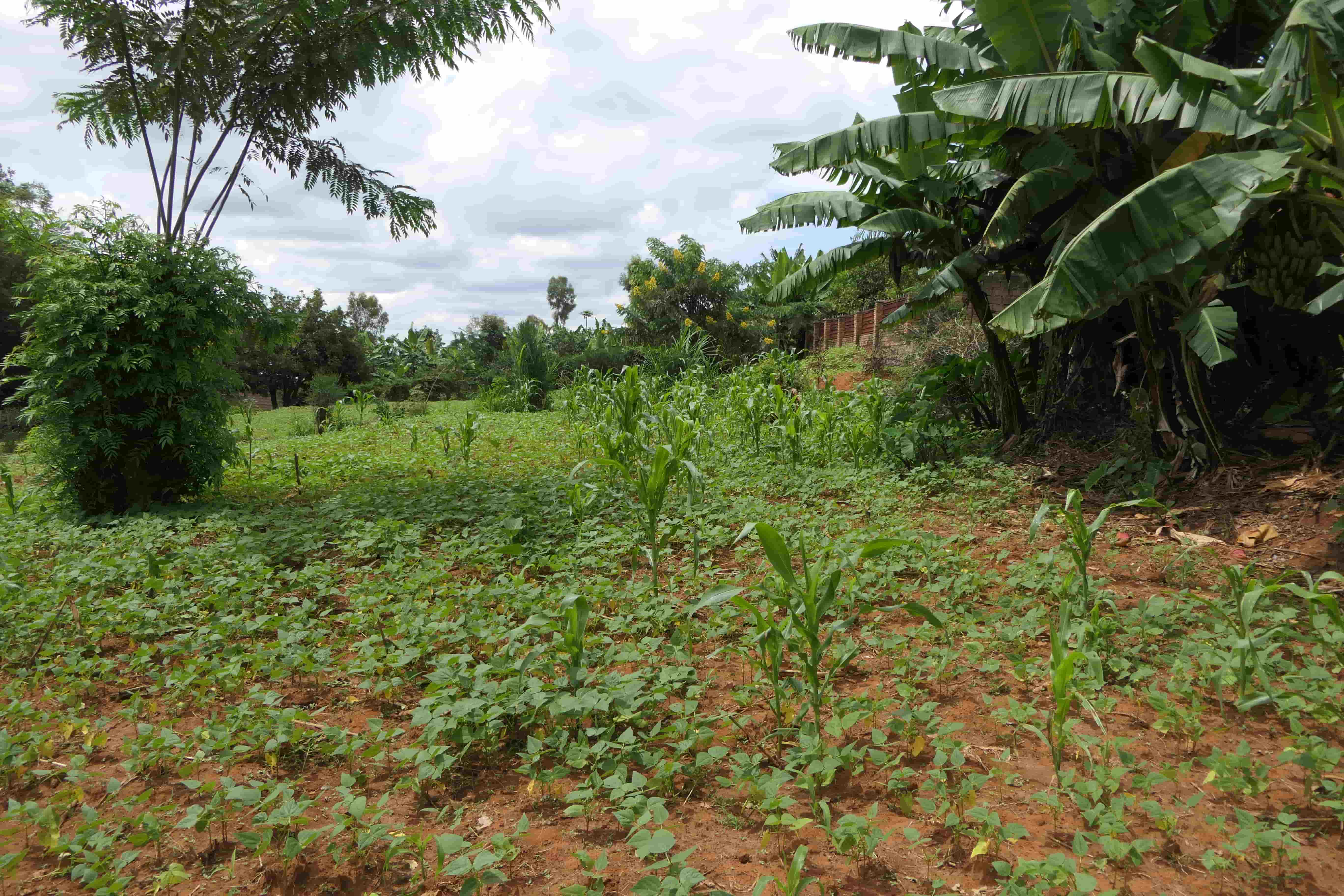 1000 Sqm Mixed Commercial Plot for Sale on the Main Road image 7
