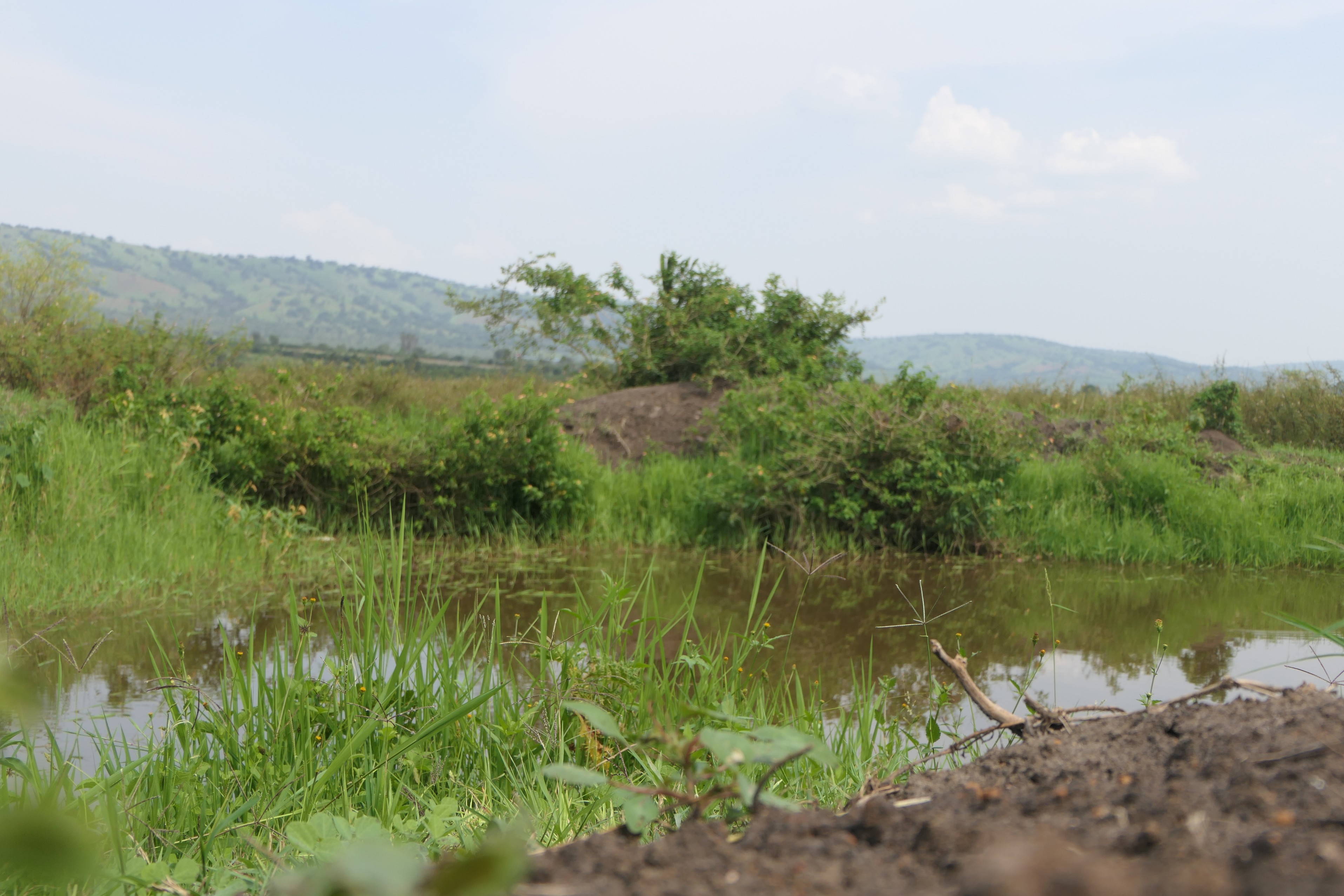 19 Hectares Livestock Farmland for Sale in Kayonza District, Rwanda image 7