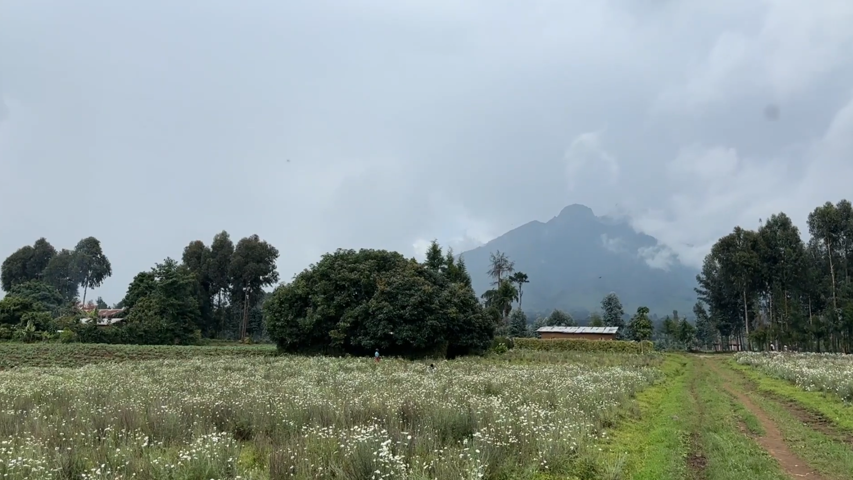 Land for Sale in Musanze Near Kwita Izina Grounds| 4000 sqm Prime Plot image 15