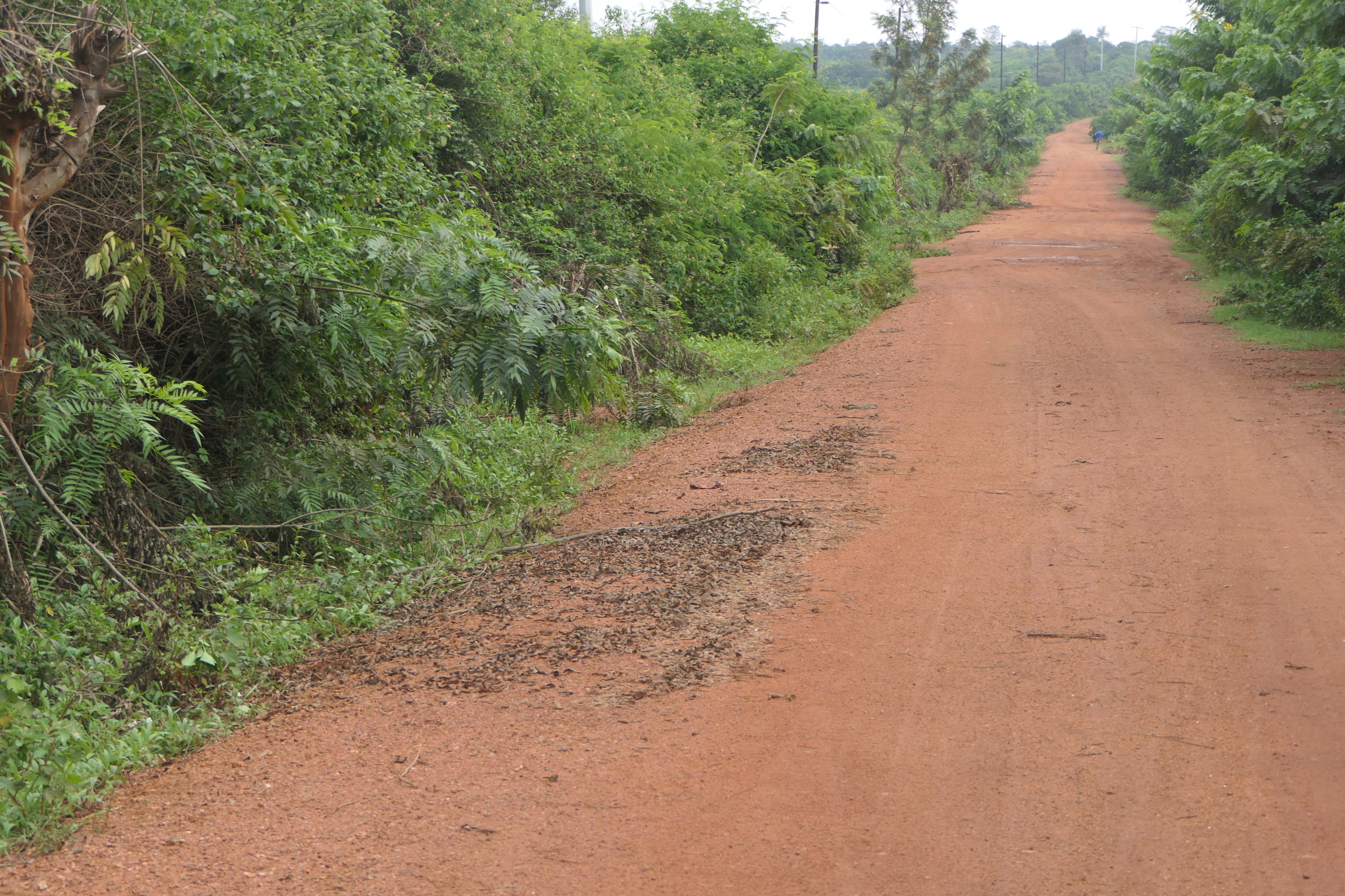 3.9 Hectares Farmland for Sale in Bugesera | 1 Minute from Main Road image 8