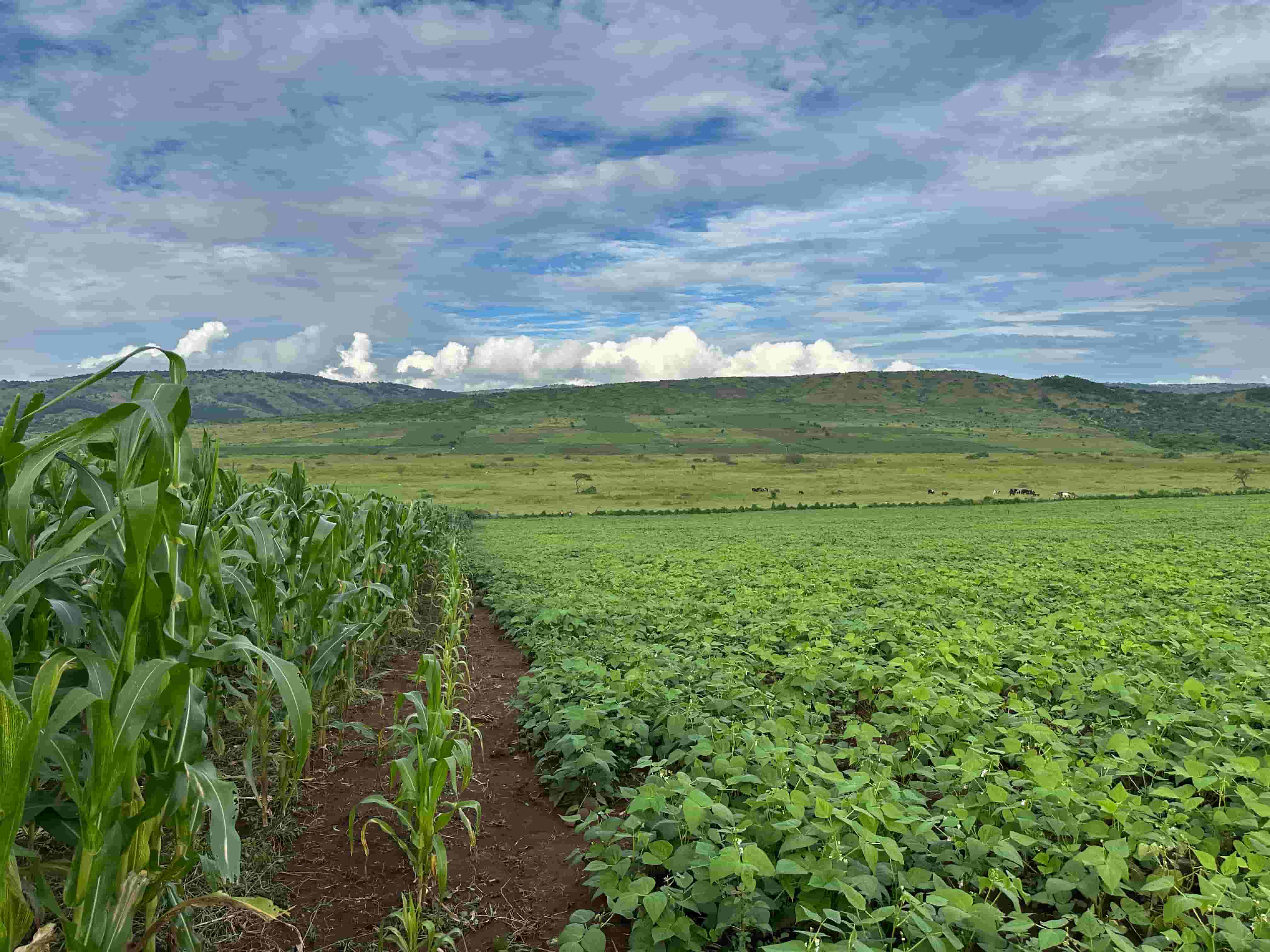 🌱 Prime Agricultural Land for Sale – 95 Hectares in Nyagatare District image 4