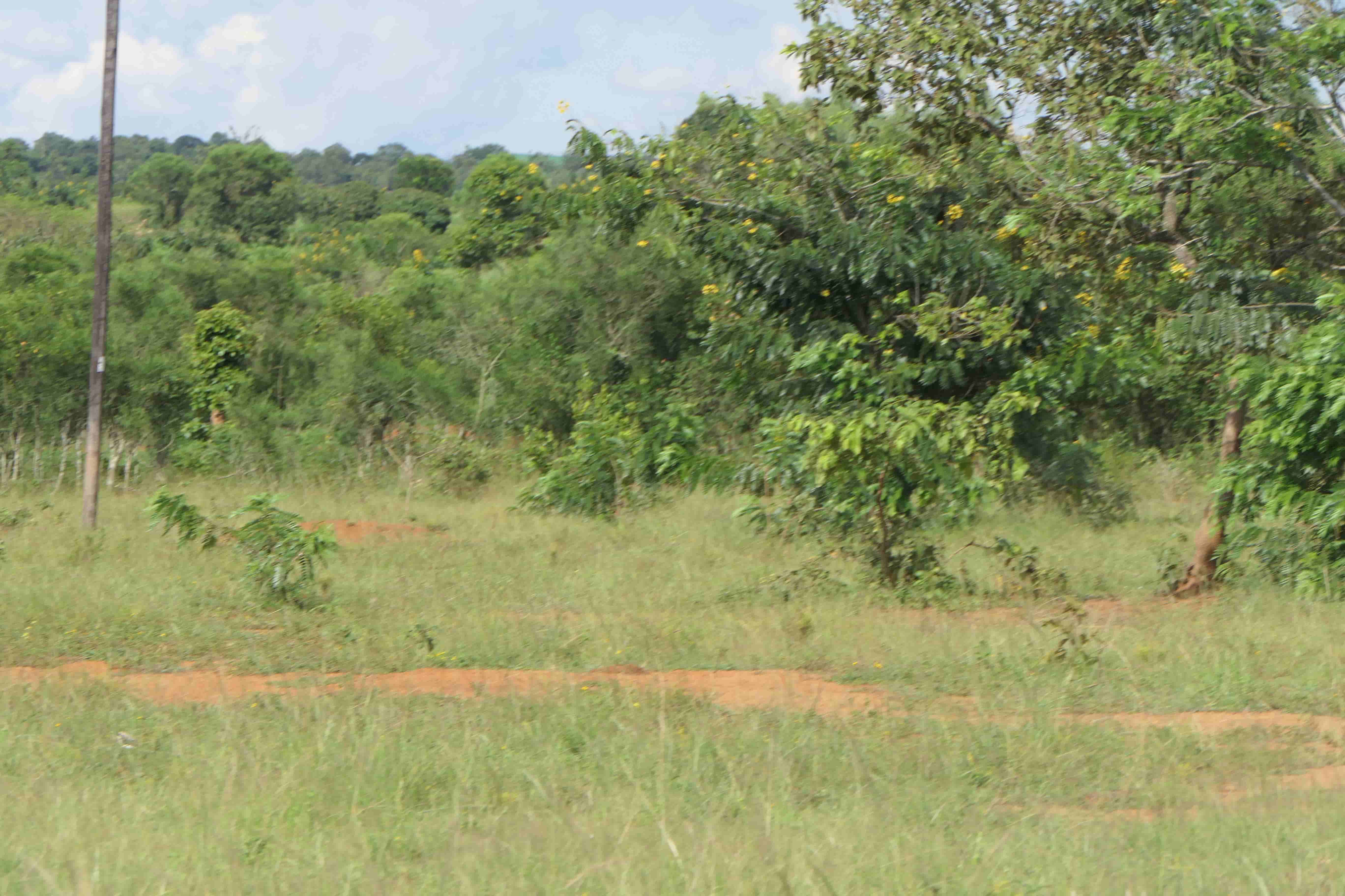 🌿 11 Hectares for Sale in Bugesera – Perfect for Agriculture & Livestock!🐄🌱 image 9