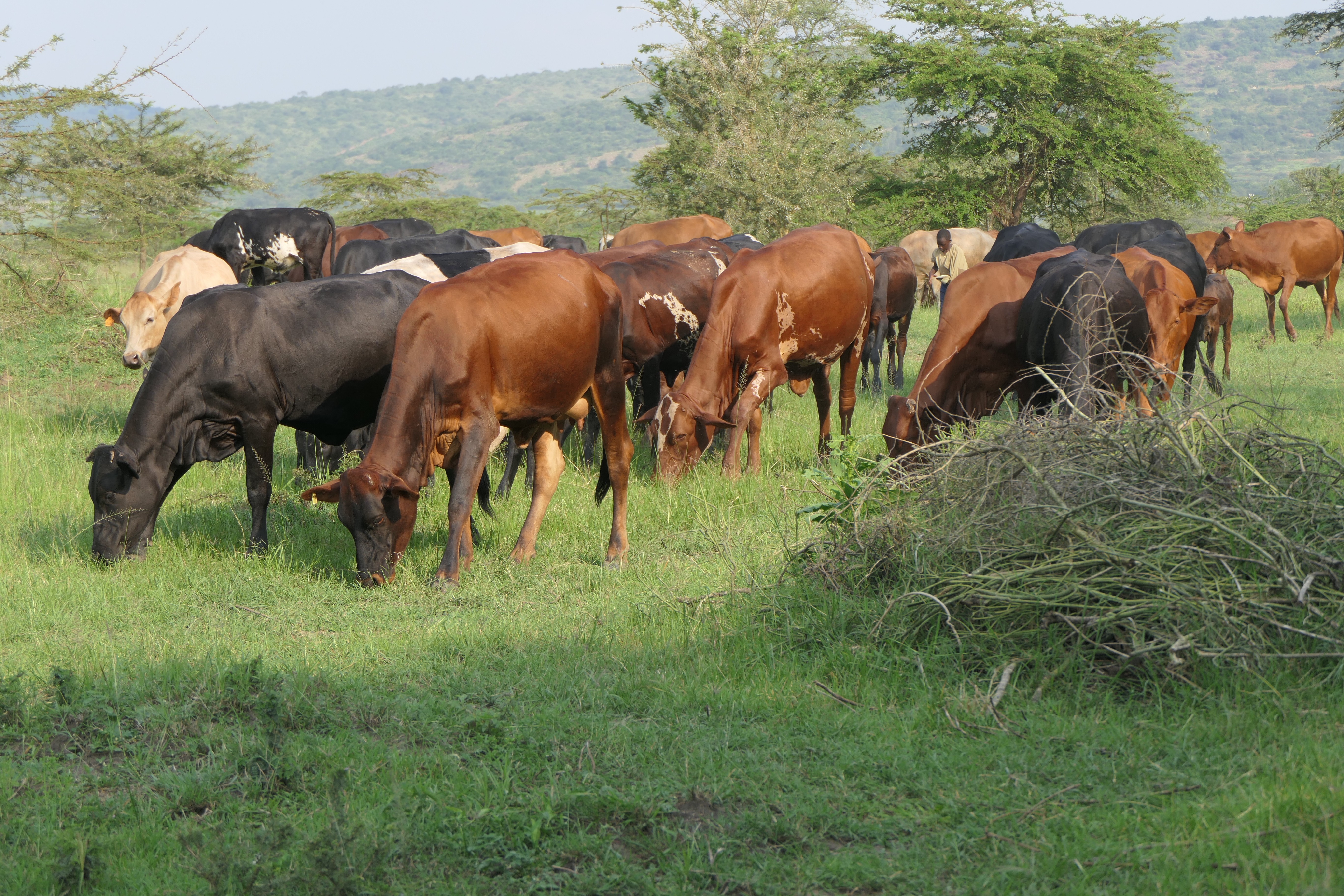 50 Hectares for Sale in Kayonza District, Rwanda 🇷🇼 | Perfect for Agriculture & Livestock image 3