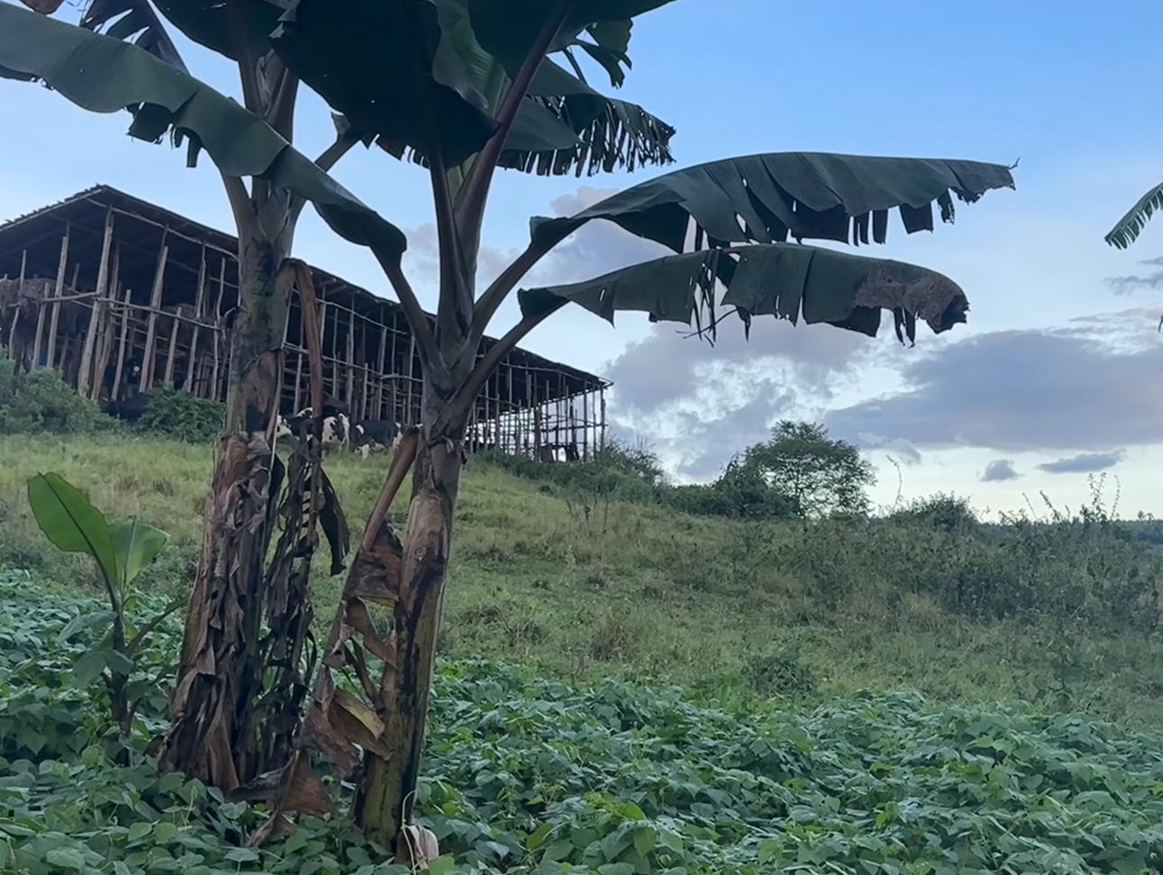 17 Hectares Lakeside Farm for Sale in Rwamagana image 11