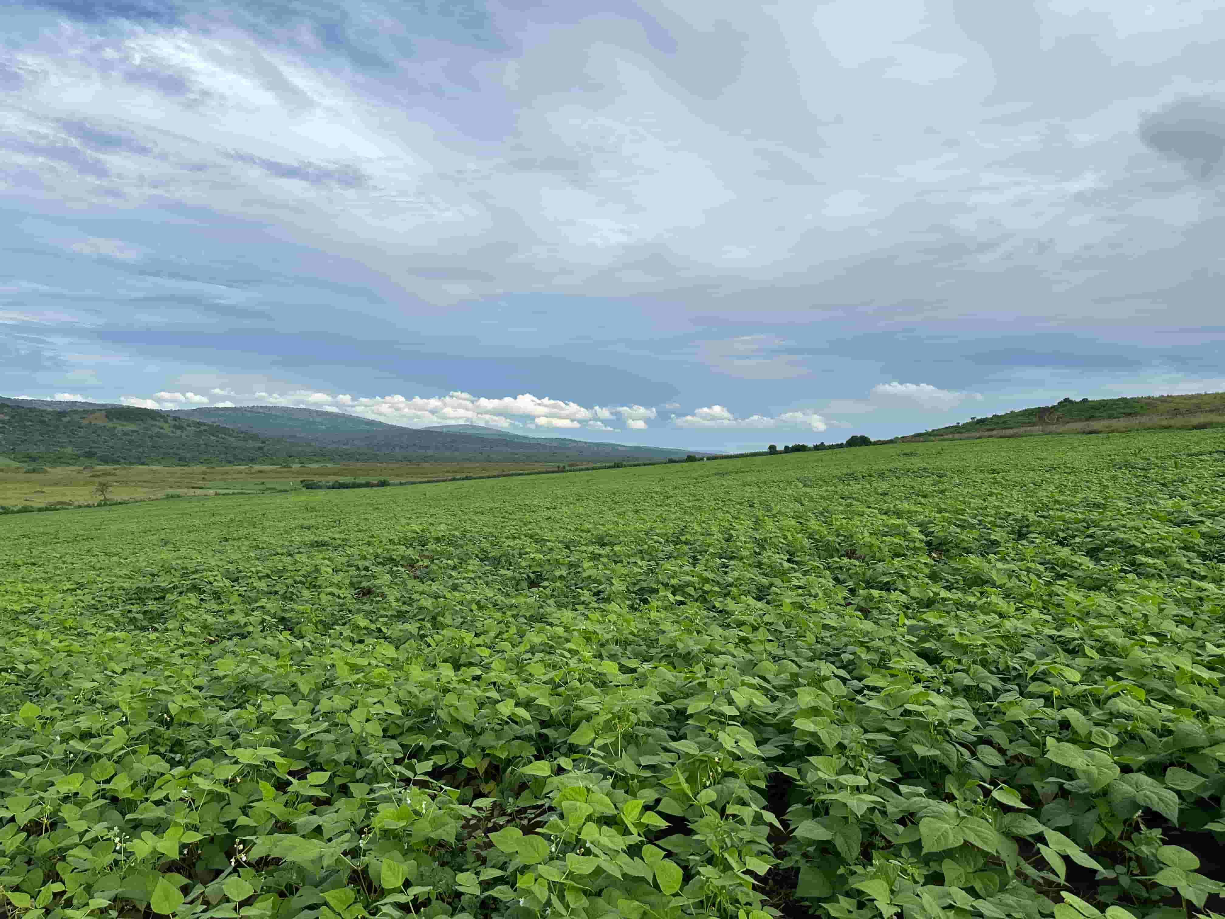 🌱 Prime Agricultural Land for Sale – 95 Hectares in Nyagatare District image 2