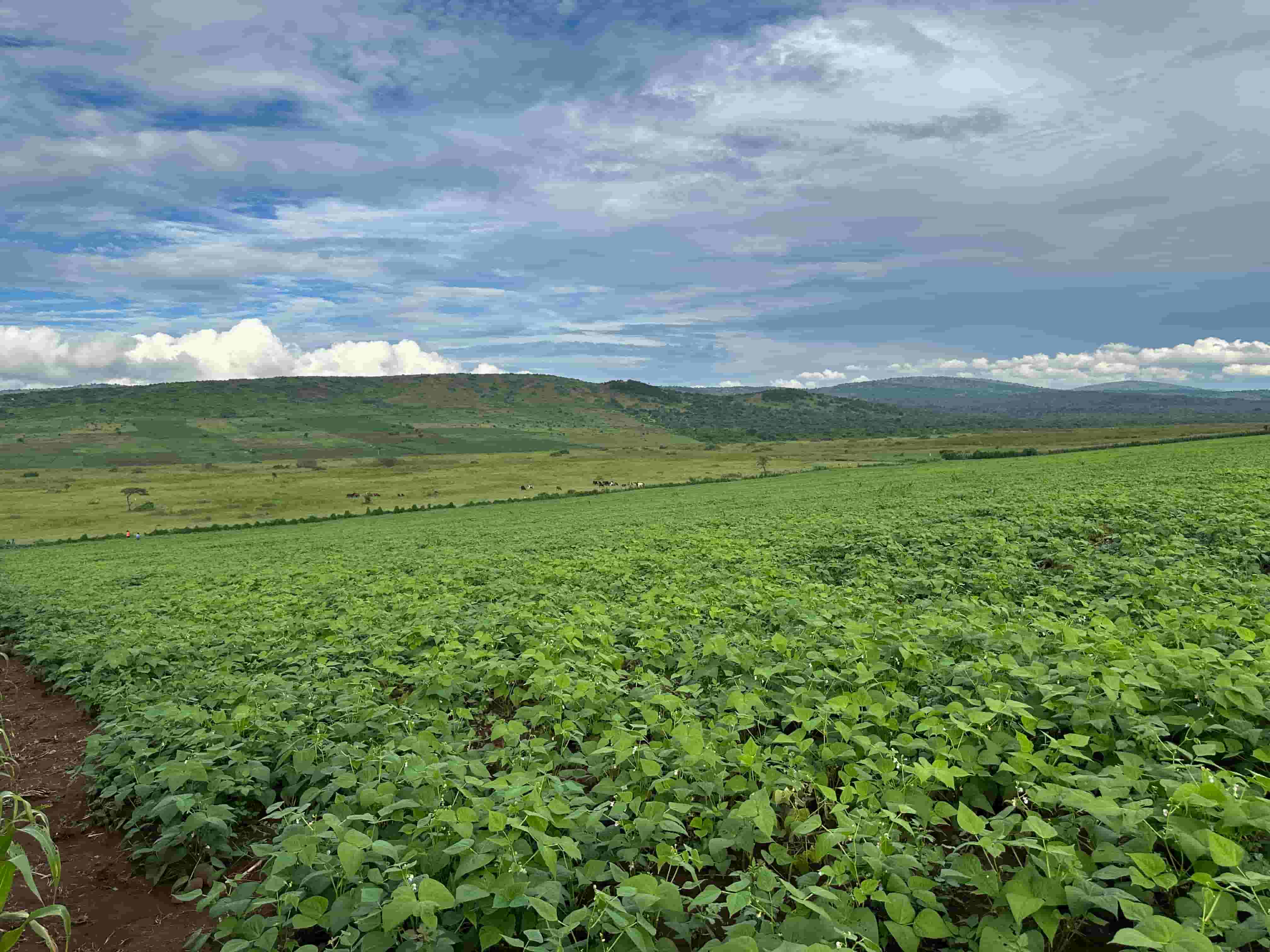 🌱 Prime Agricultural Land for Sale – 95 Hectares in Nyagatare District image 3