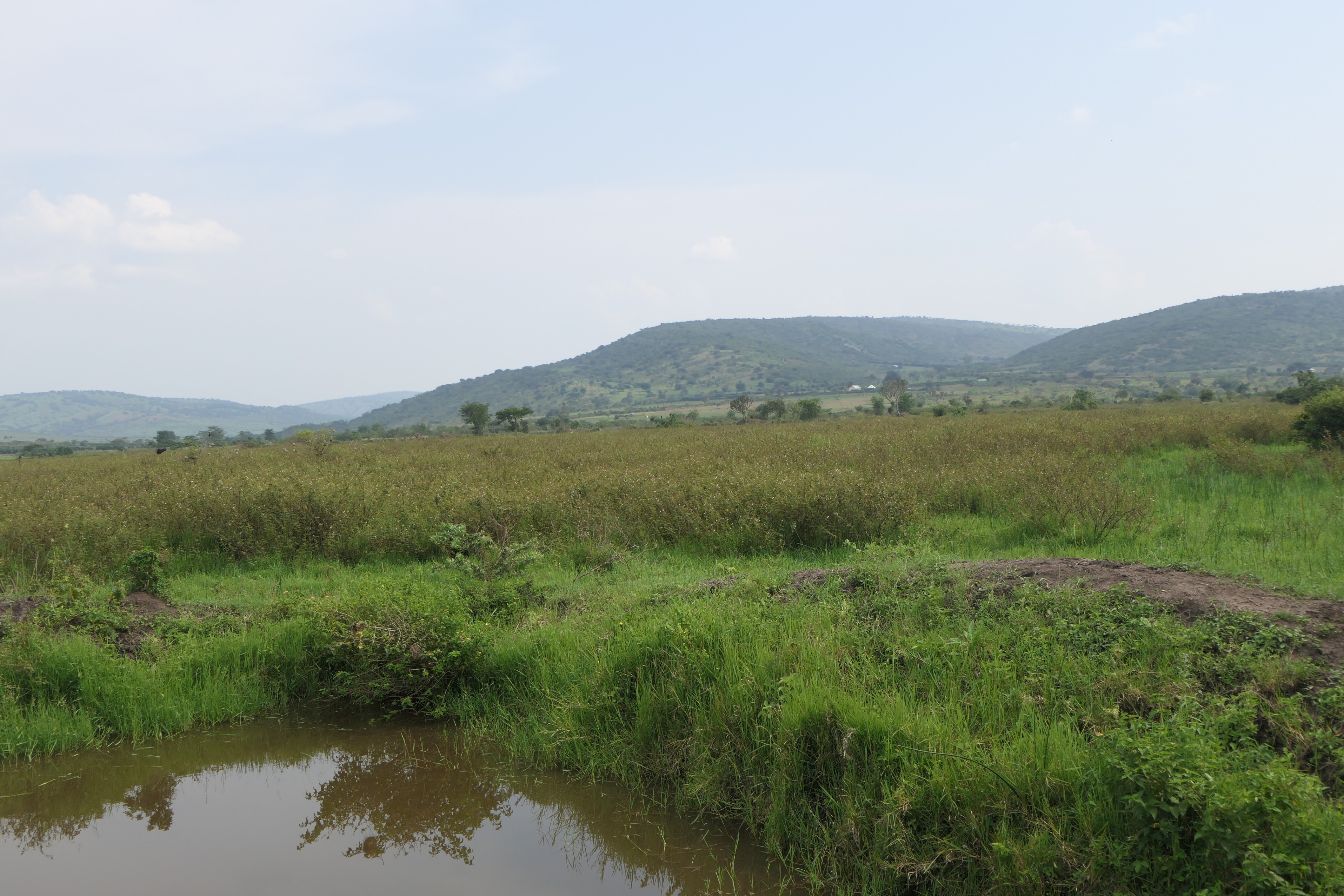 19 Hectares Livestock Farmland for Sale in Kayonza District, Rwanda image 6