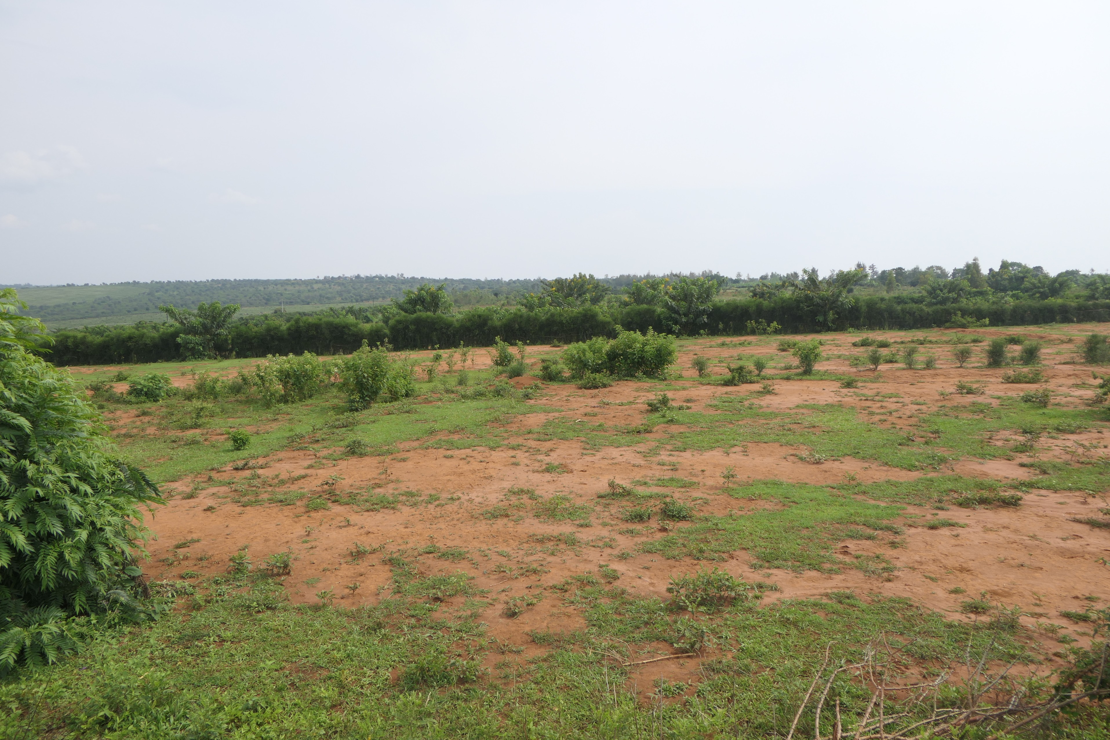 3.9 Hectares Farmland for Sale in Bugesera | 1 Minute from Main Road image 5
