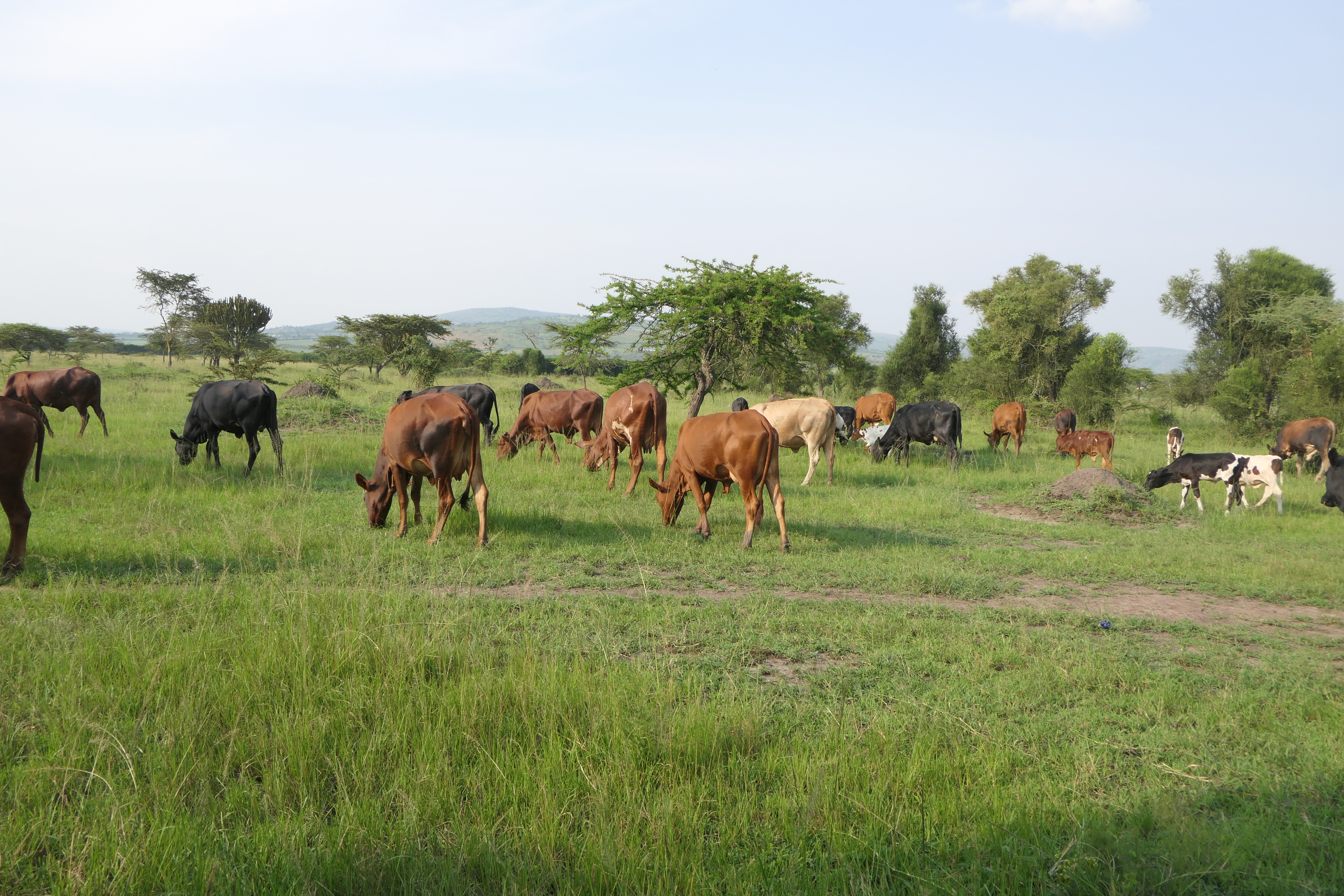 50 Hectares for Sale in Kayonza District, Rwanda 🇷🇼 | Perfect for Agriculture & Livestock image 2