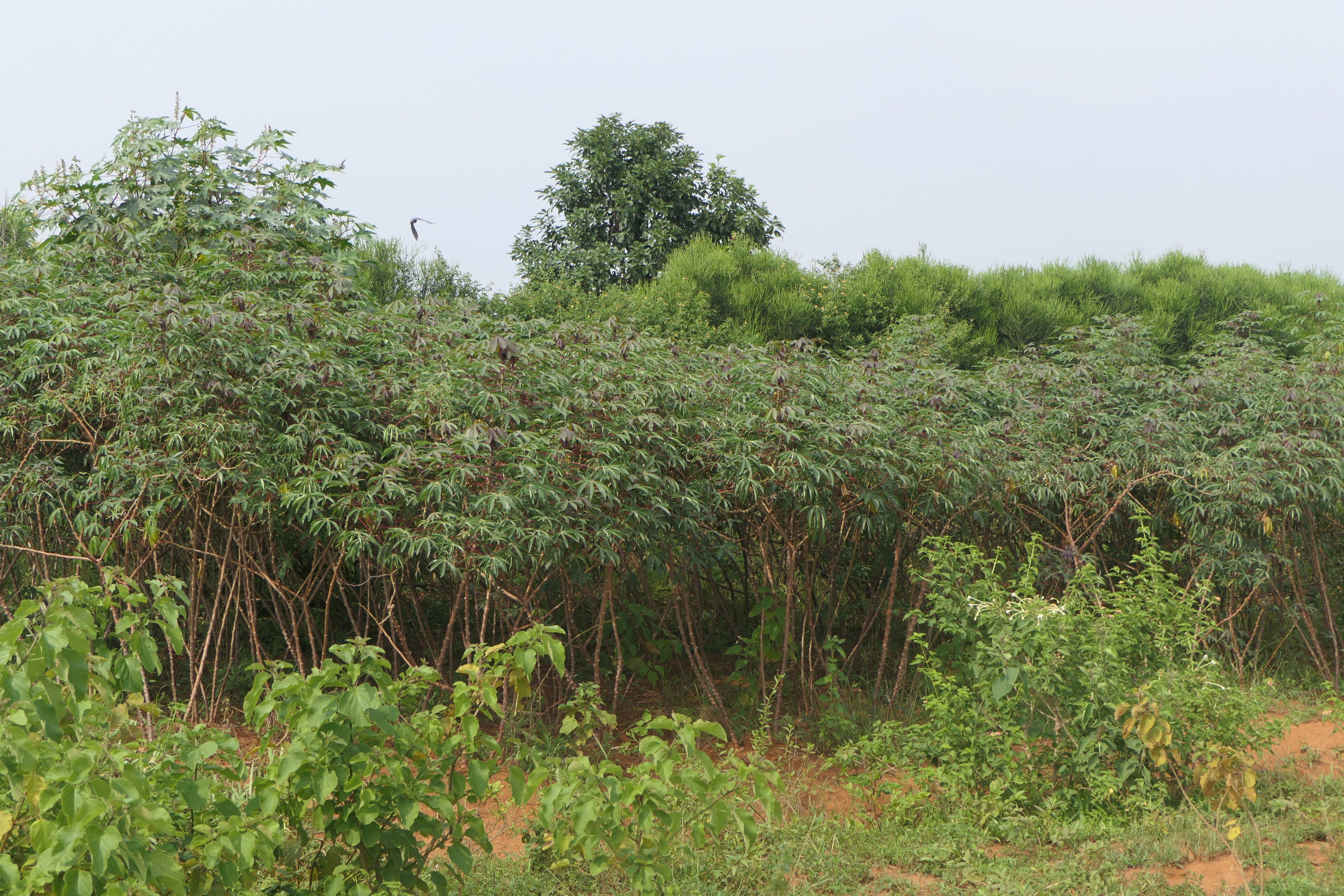 3.9 Hectares Farmland for Sale in Bugesera | 1 Minute from Main Road image 7