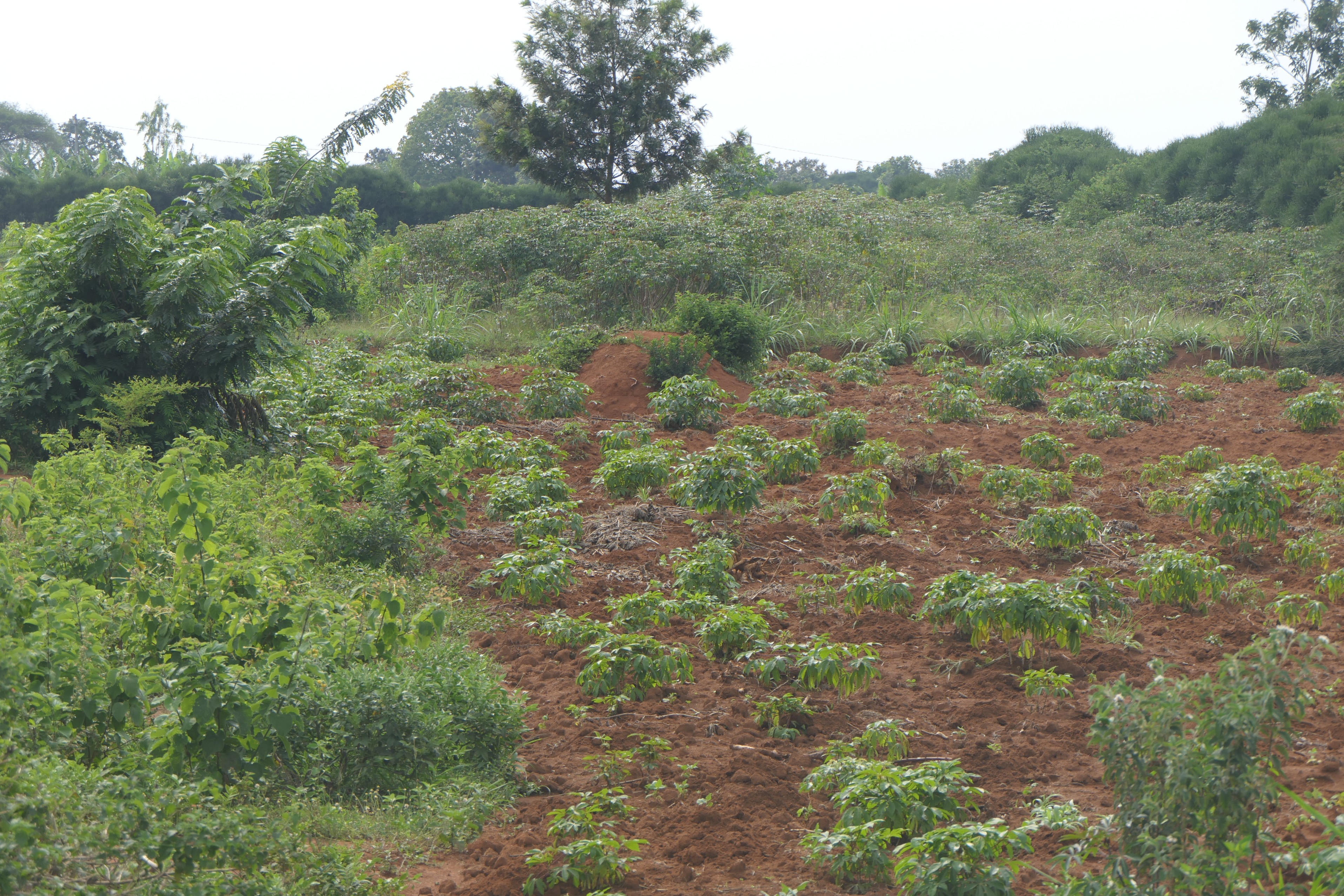 3.9 Hectares Farmland for Sale in Bugesera | 1 Minute from Main Road image 6