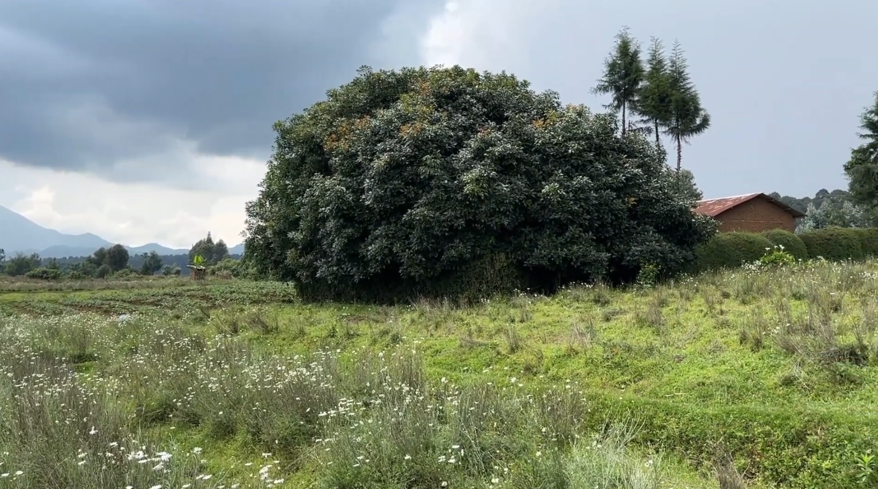 Land for Sale in Musanze Near Kwita Izina Grounds| 4000 sqm Prime Plot image 12