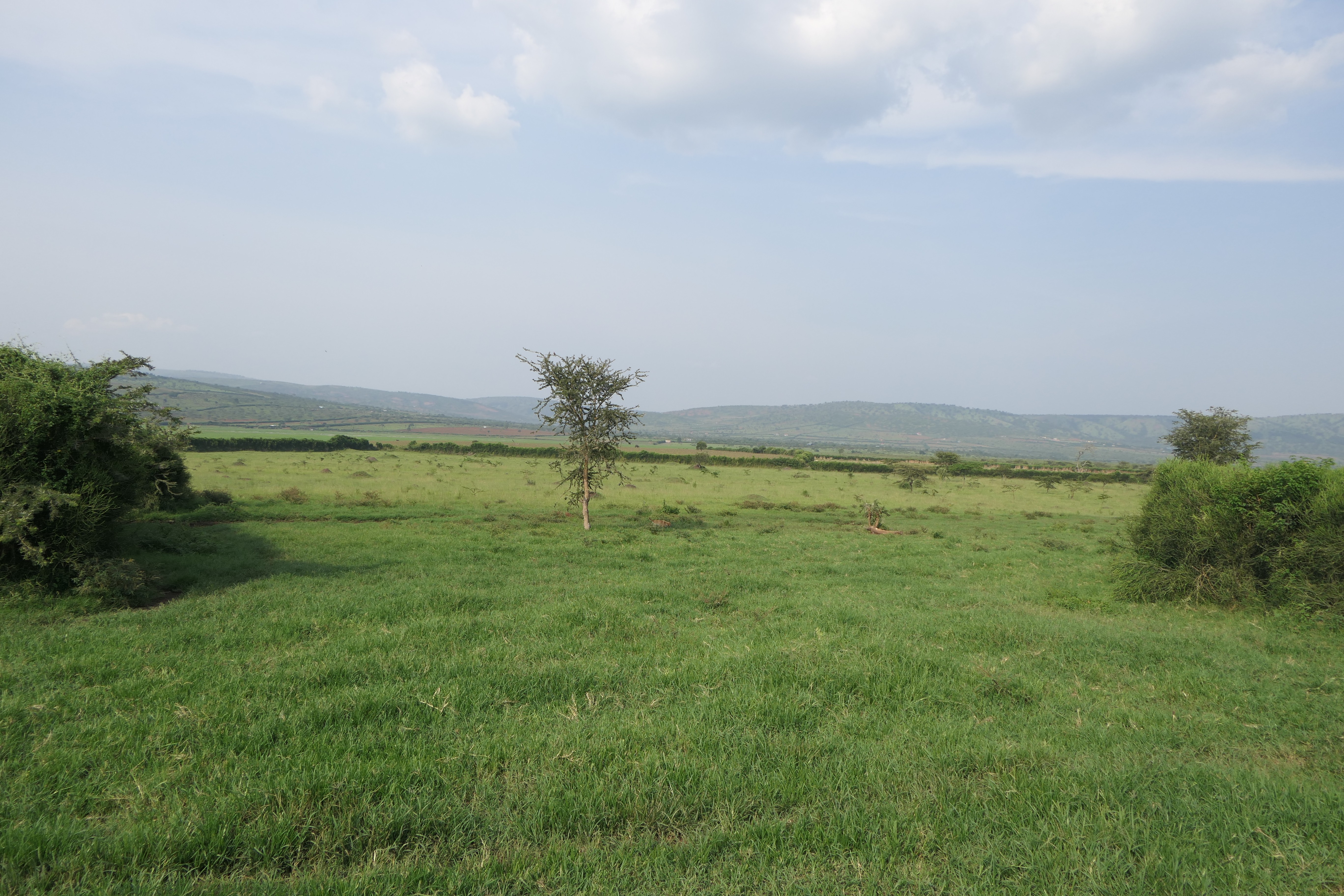 50 Hectares for Sale in Kayonza District, Rwanda 🇷🇼 | Perfect for Agriculture & Livestock image 4