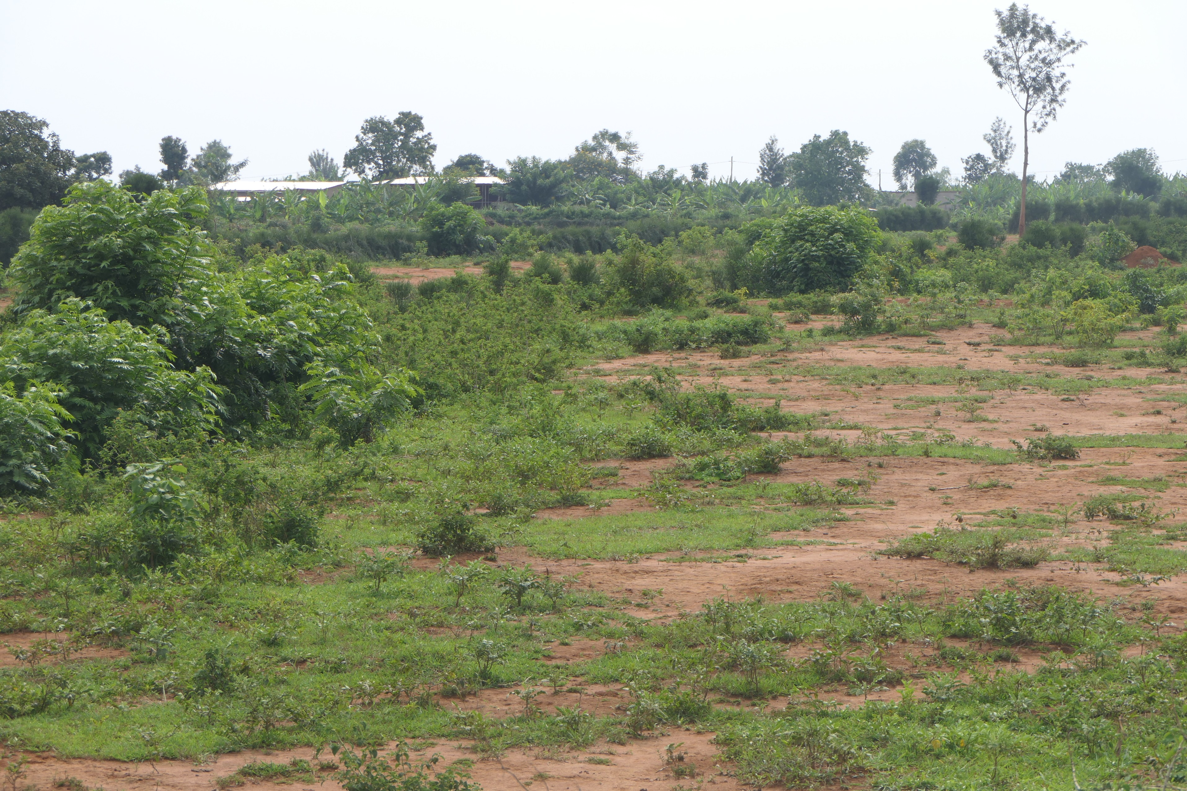 3.9 Hectares Farmland for Sale in Bugesera | 1 Minute from Main Road image 4