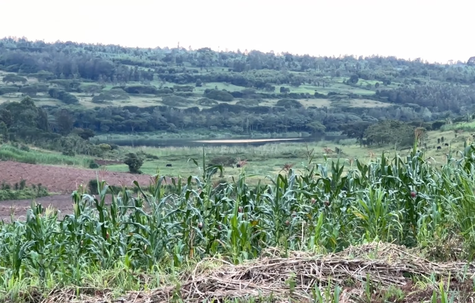 17 Hectares Lakeside Farm for Sale in Rwamagana image 13