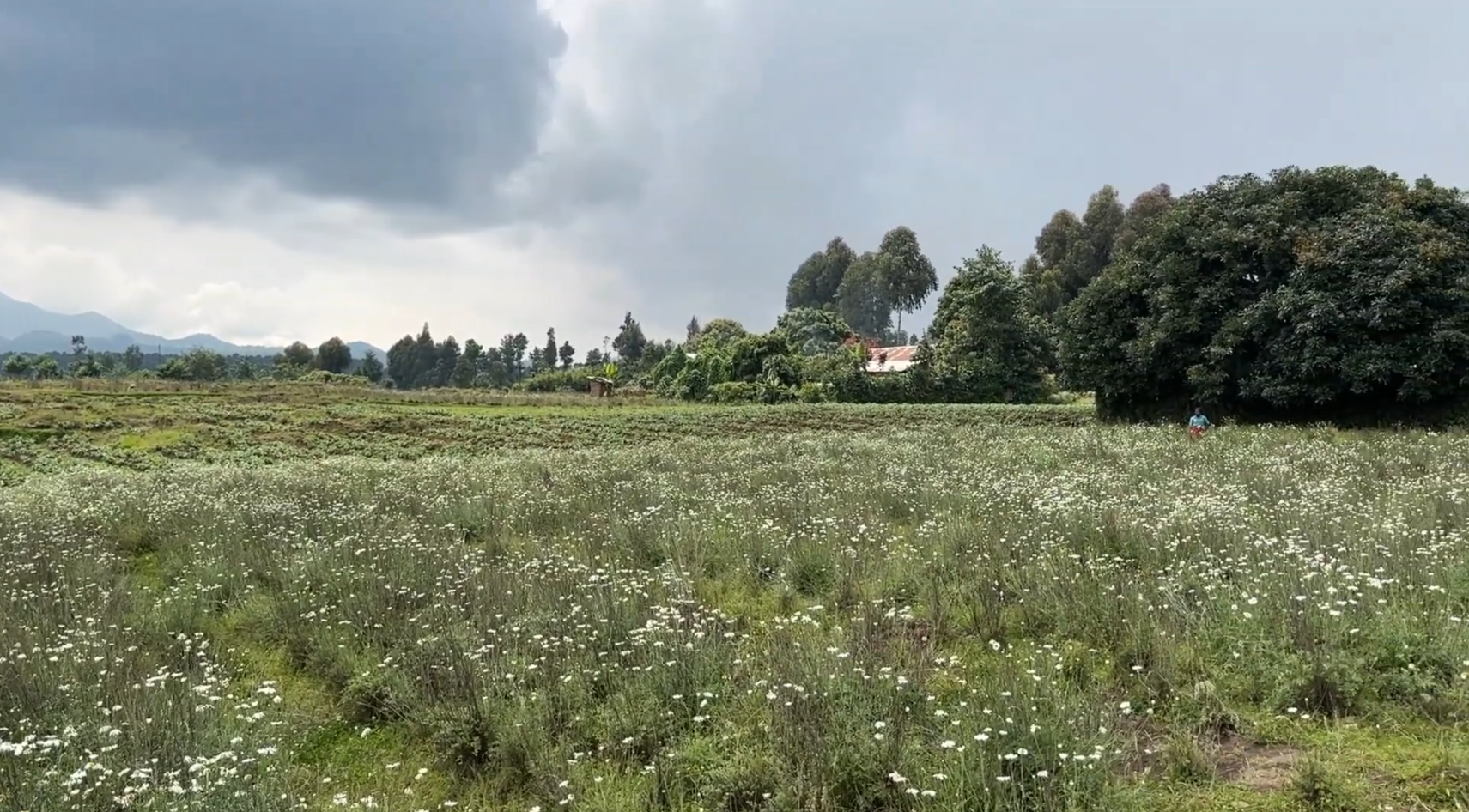 Land for Sale in Musanze Near Kwita Izina Grounds| 4000 sqm Prime Plot image 14