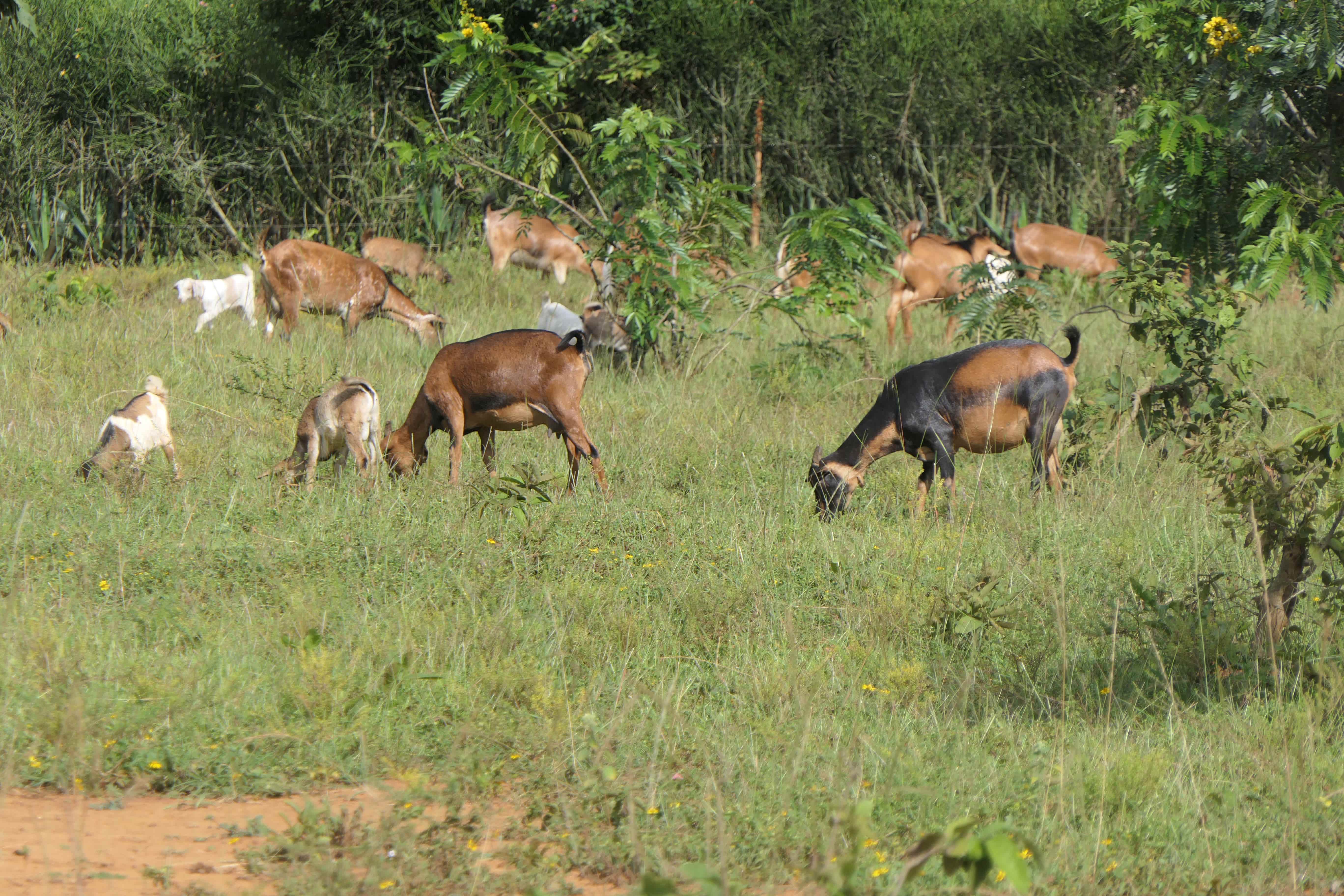 🌿 11 Hectares for Sale in Bugesera – Perfect for Agriculture & Livestock!🐄🌱 image 6