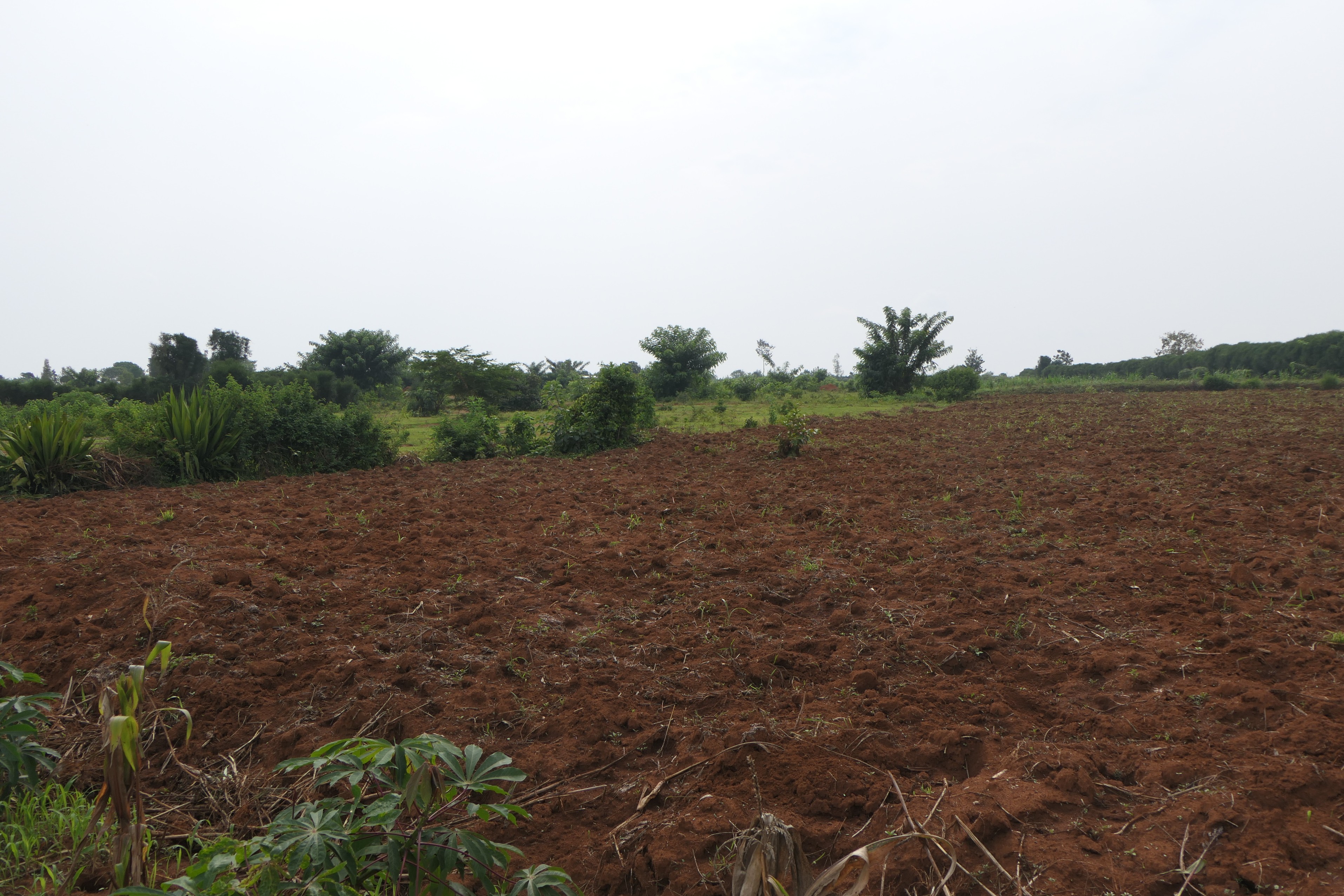 3.9 Hectares Farmland for Sale in Bugesera | 1 Minute from Main Road image 2