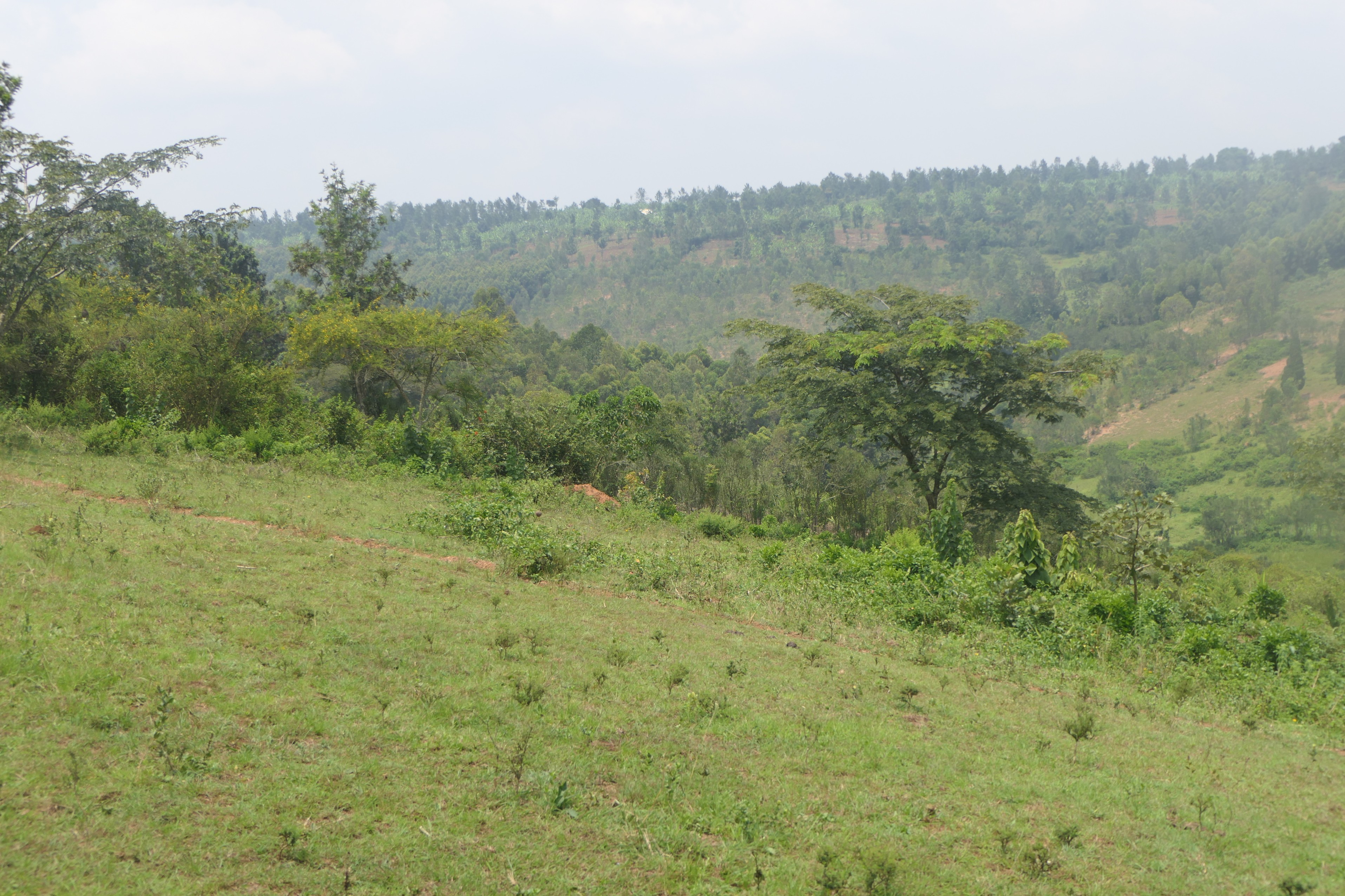 10.5 hectares lakefront land for sale on Muhazi lake in Rwamagana- Rwanda image 10