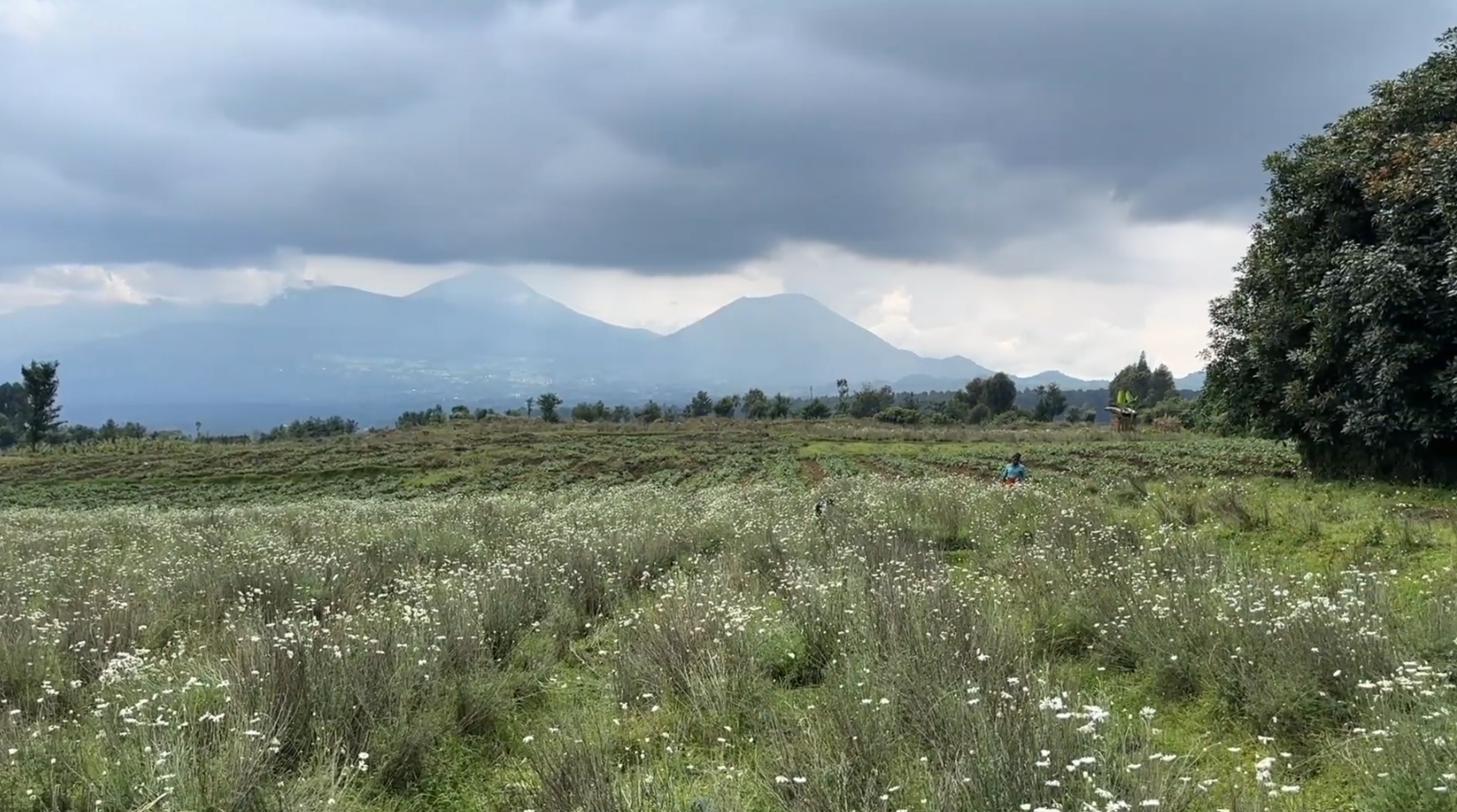 Land for Sale in Musanze Near Kwita Izina Grounds| 4000 sqm Prime Plot image 11