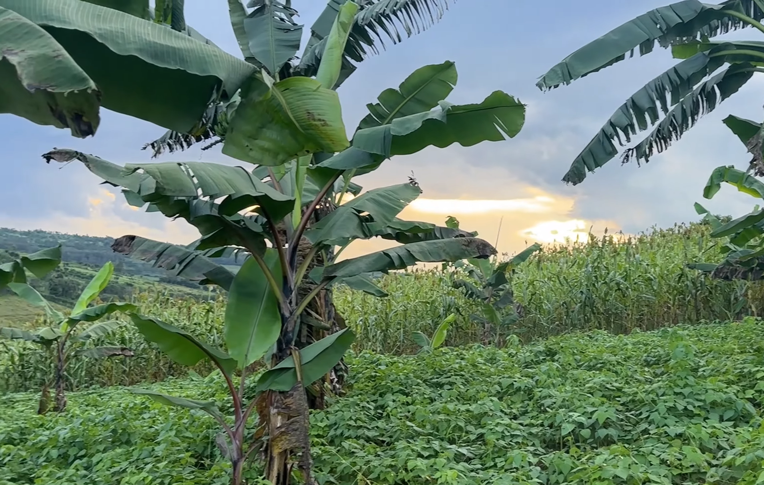 17 Hectares Lakeside Farm for Sale in Rwamagana image 12