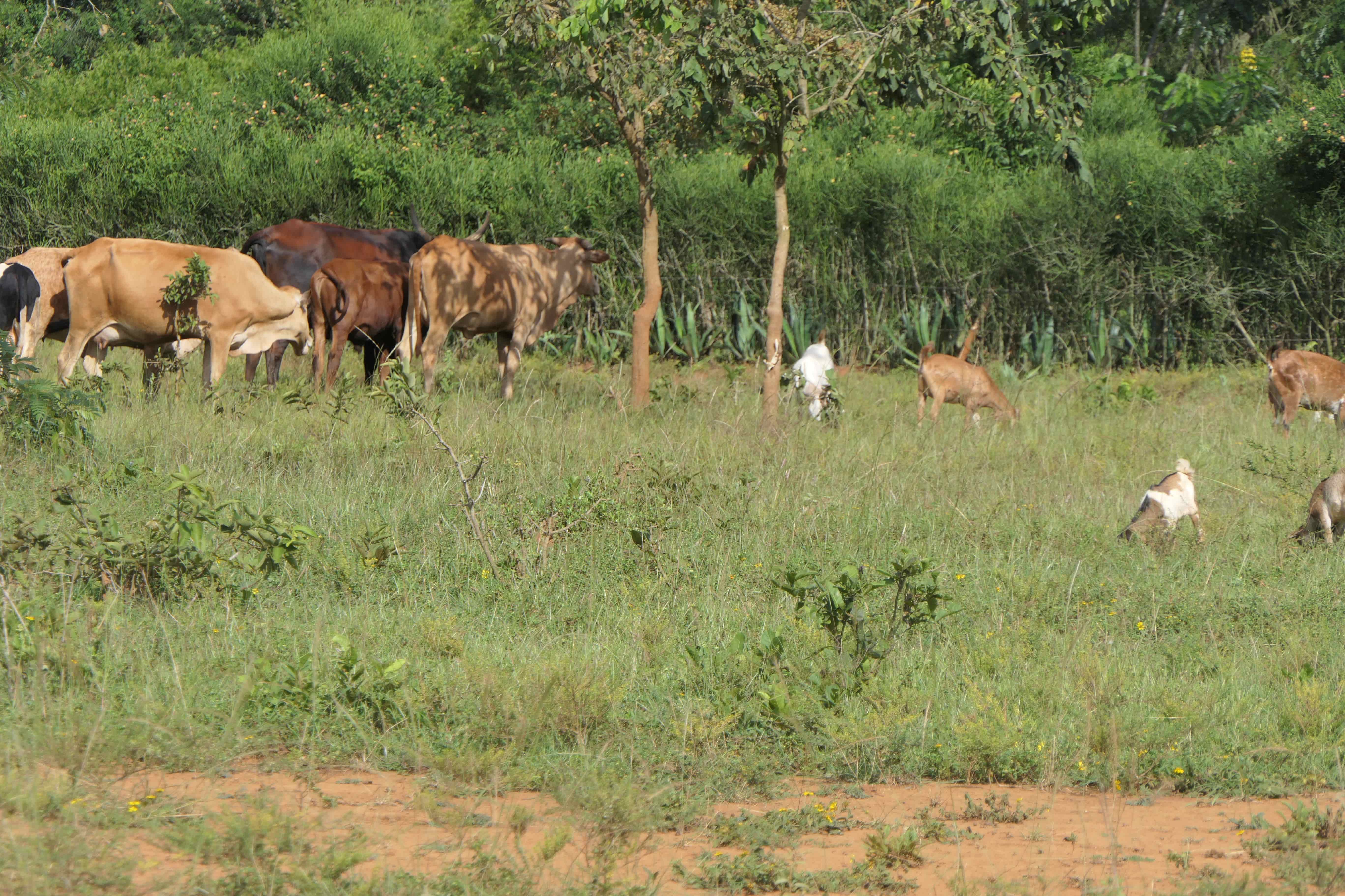 🌿 11 Hectares for Sale in Bugesera – Perfect for Agriculture & Livestock!🐄🌱 image 5