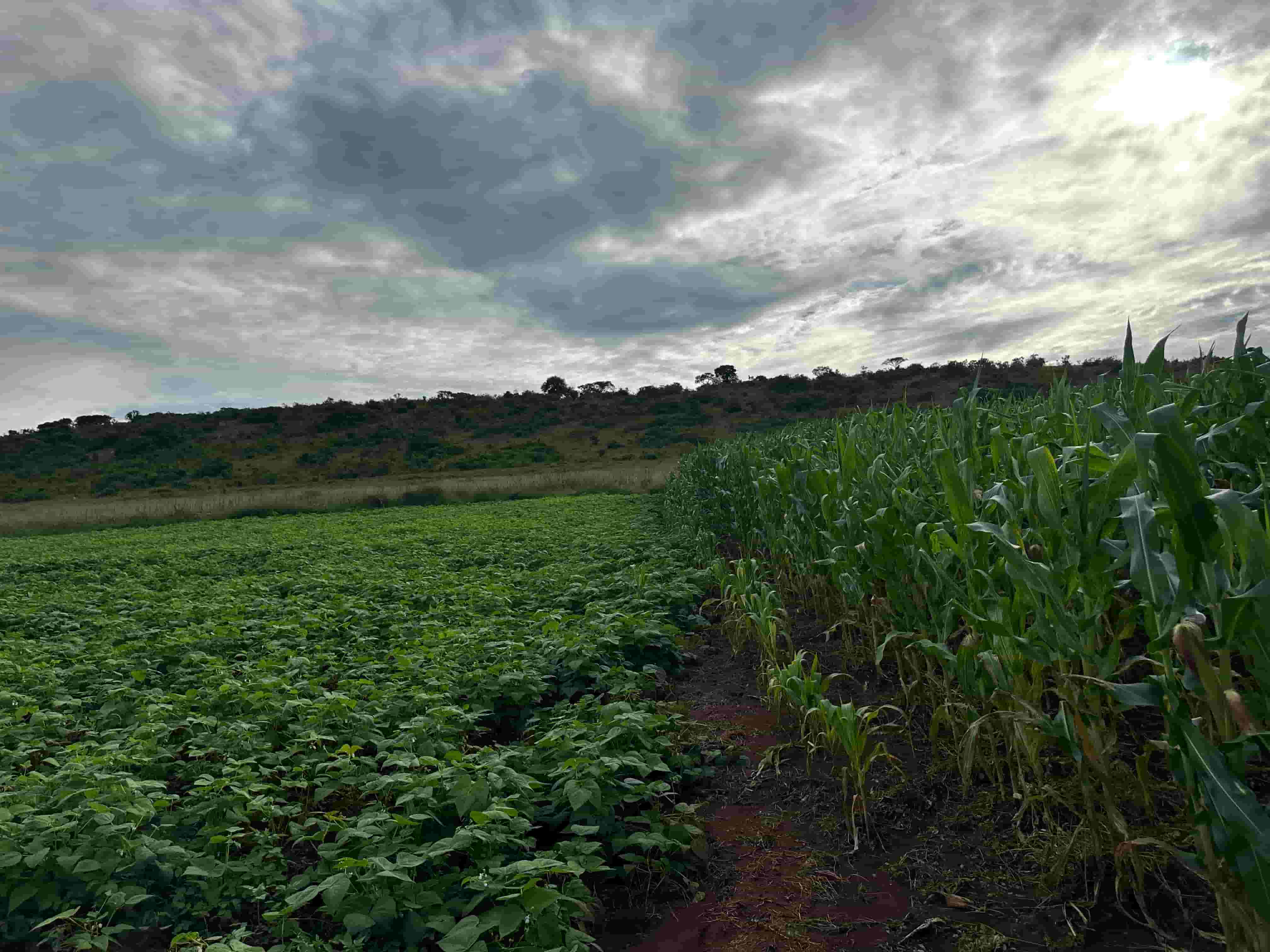 🌱 Prime Agricultural Land for Sale – 95 Hectares in Nyagatare District image 6