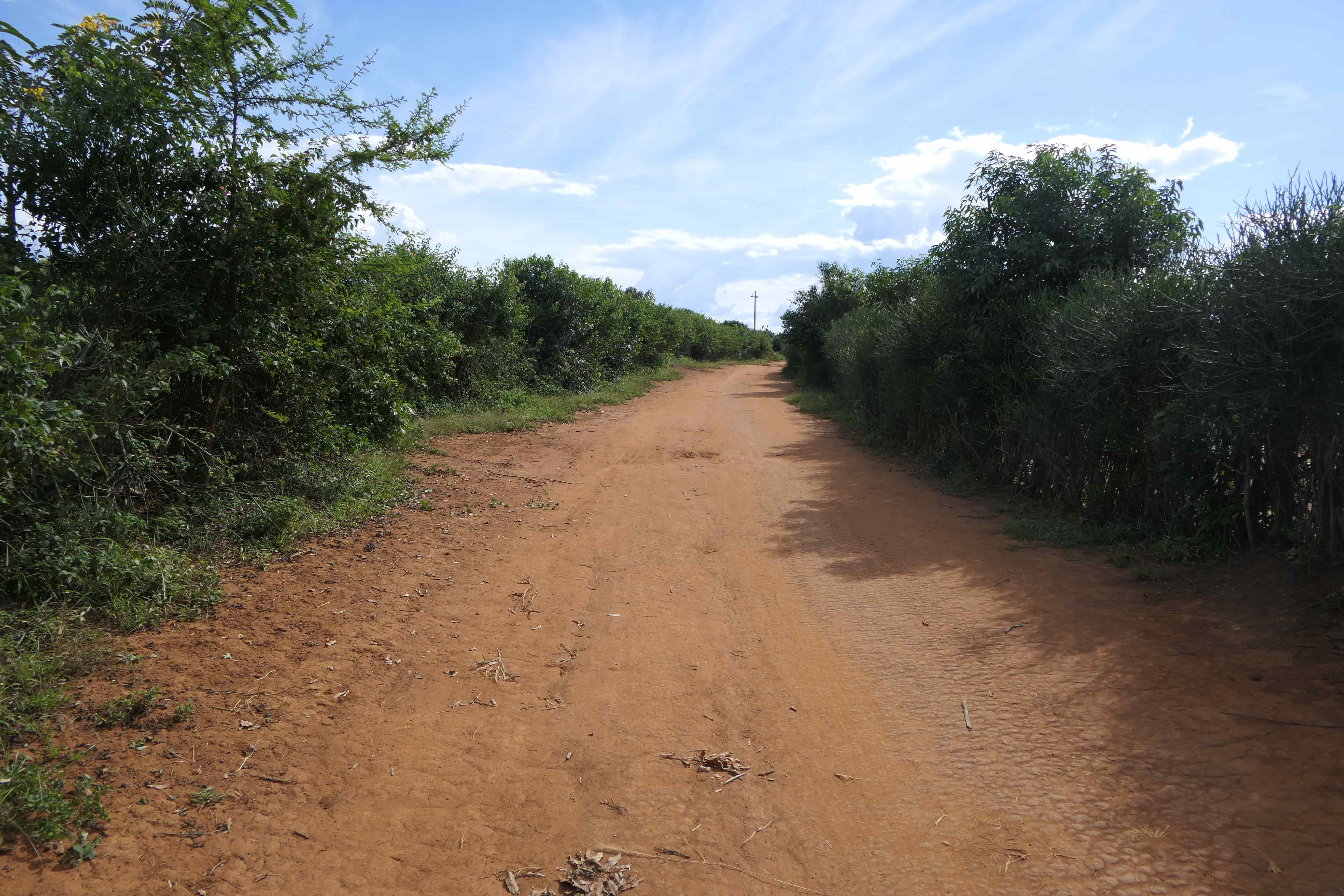 🌿 11 Hectares for Sale in Bugesera – Perfect for Agriculture & Livestock!🐄🌱 image 3