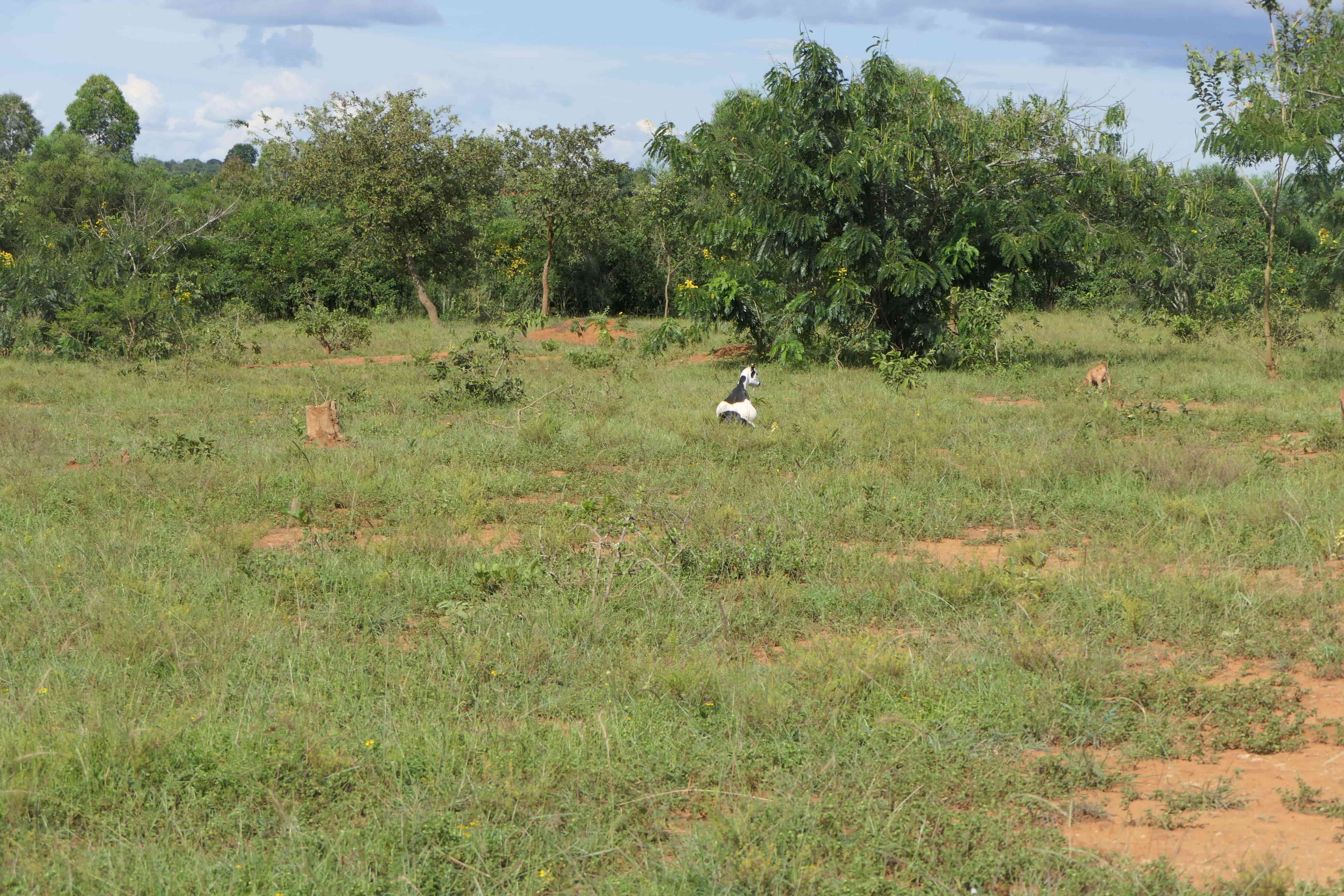 🌿 11 Hectares for Sale in Bugesera – Perfect for Agriculture & Livestock!🐄🌱 image 7