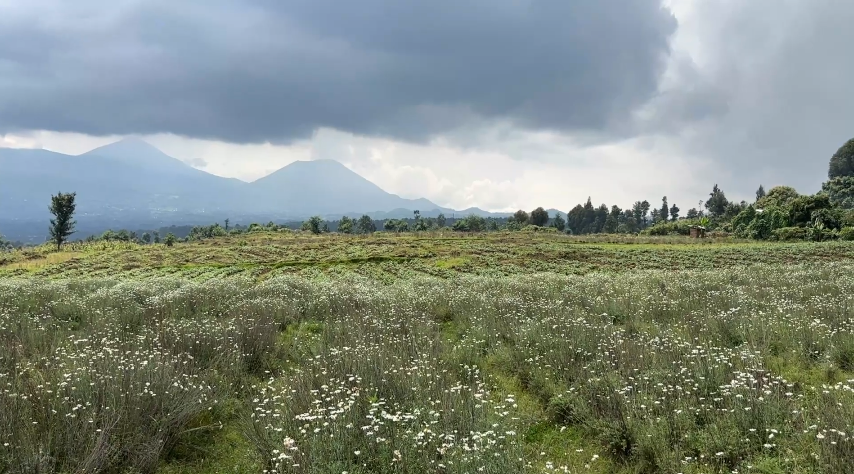 Land for Sale in Musanze Near Kwita Izina Grounds| 4000 sqm Prime Plot image 13