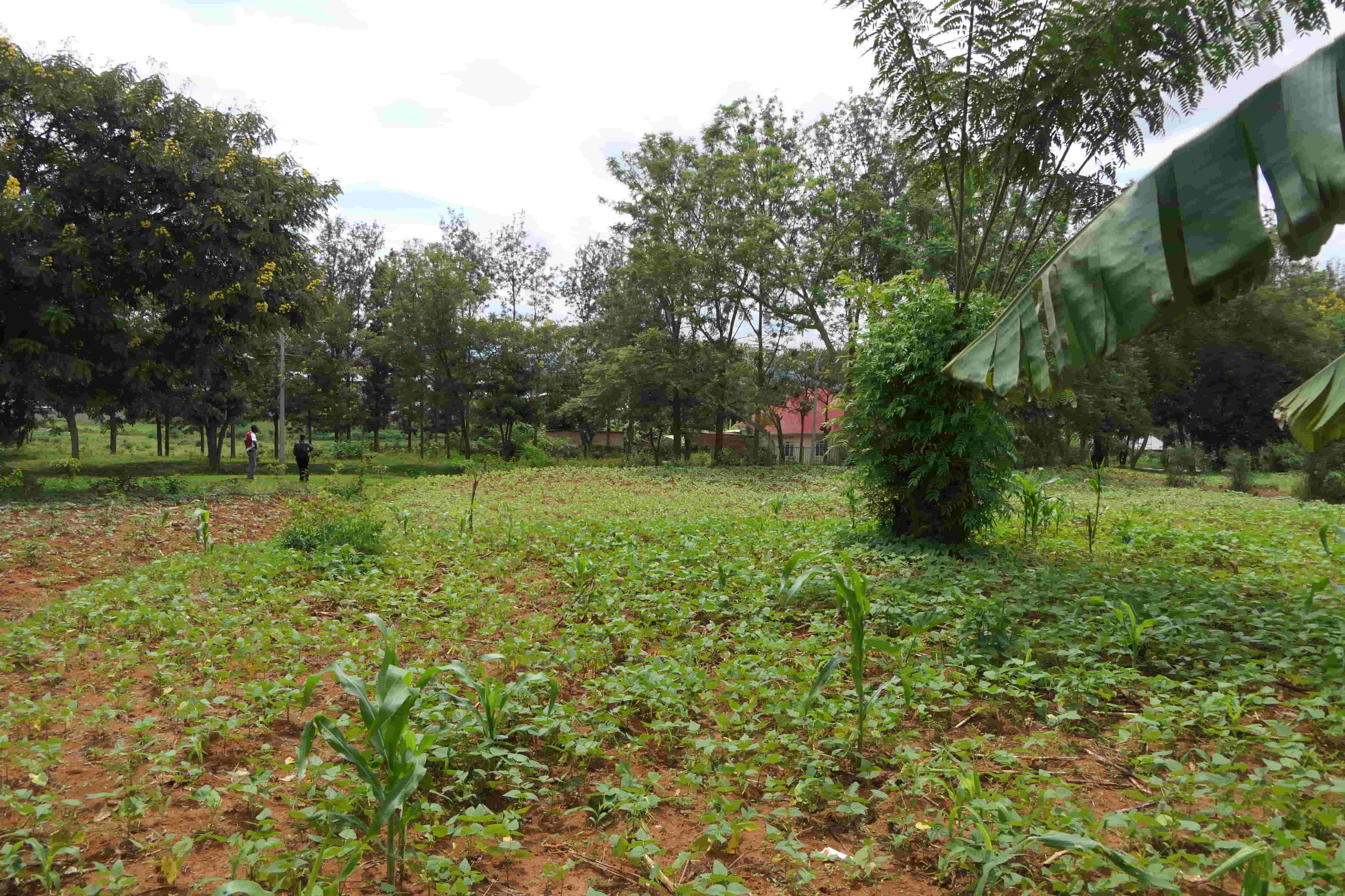 1000 Sqm Mixed Commercial Plot for Sale on the Main Road image 9