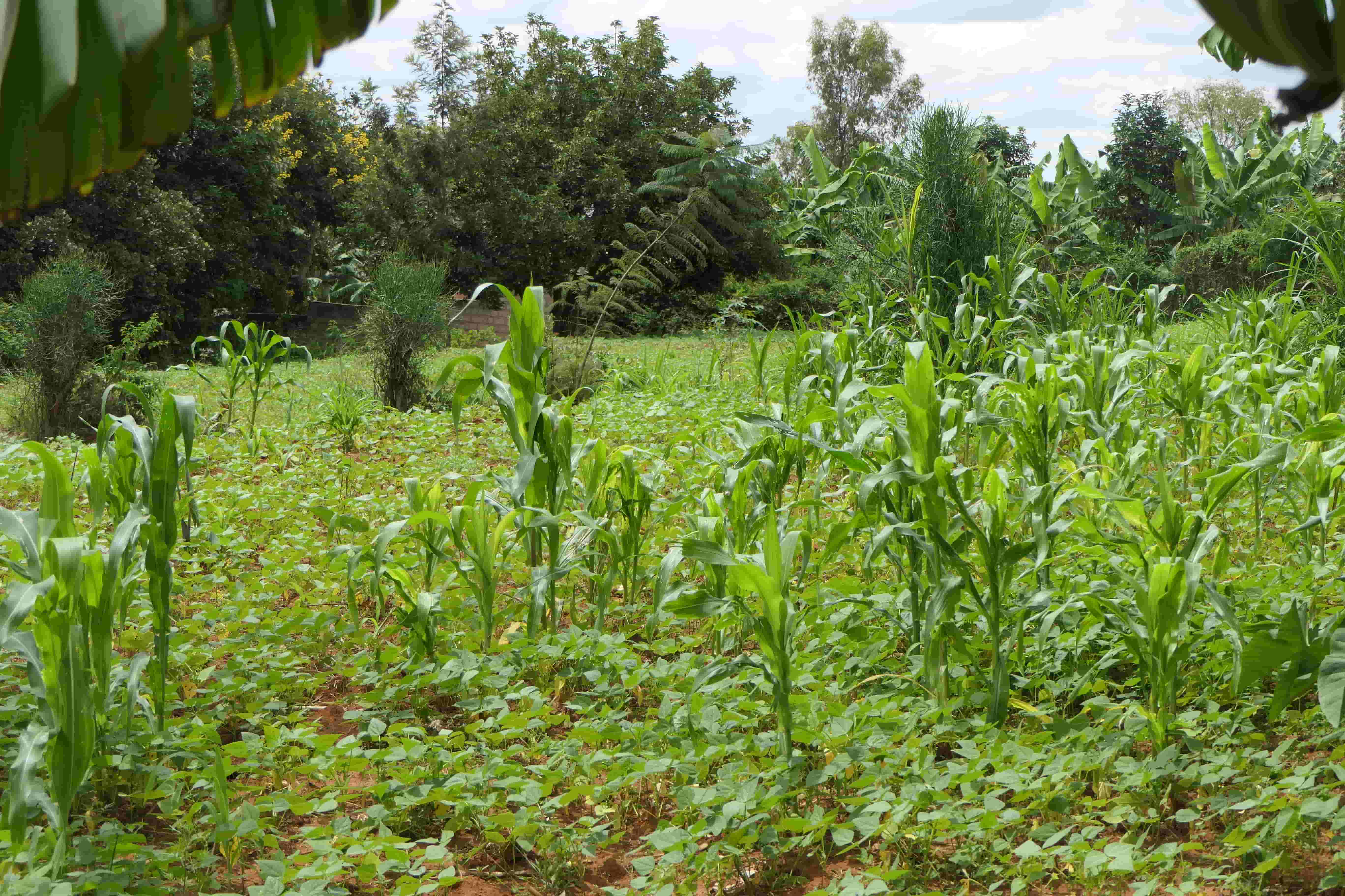 1000 Sqm Mixed Commercial Plot for Sale on the Main Road image 10