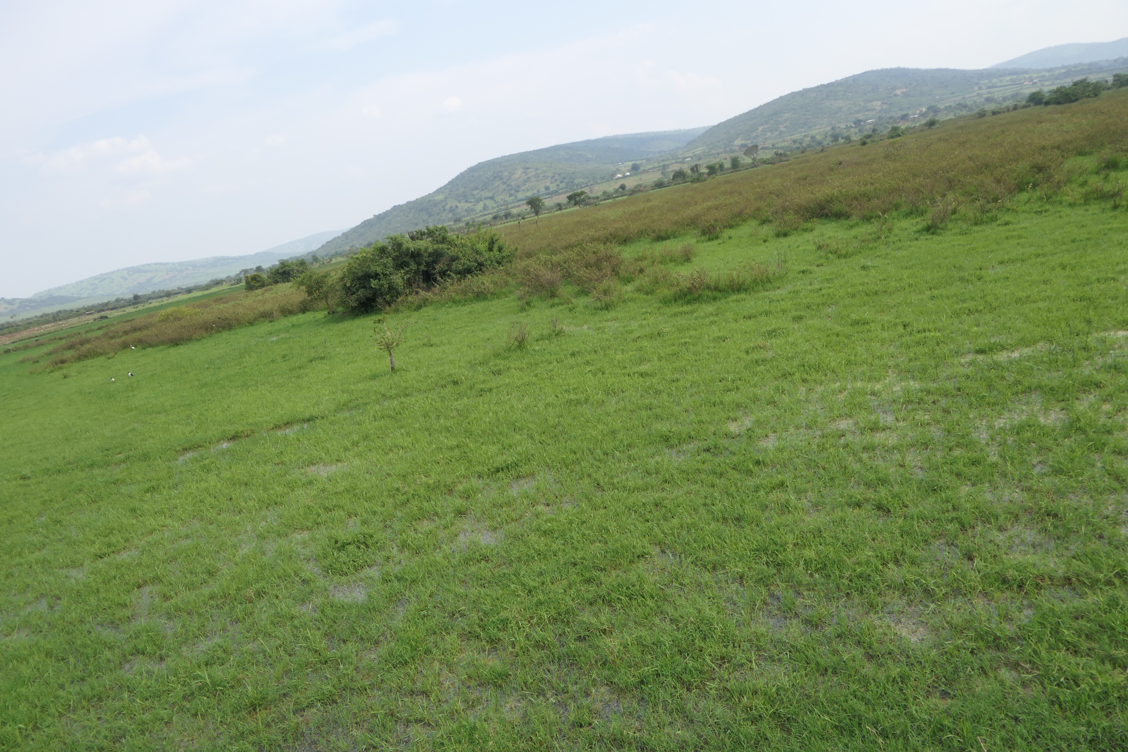 19 Hectares Livestock Farmland for Sale in Kayonza District, Rwanda image 4