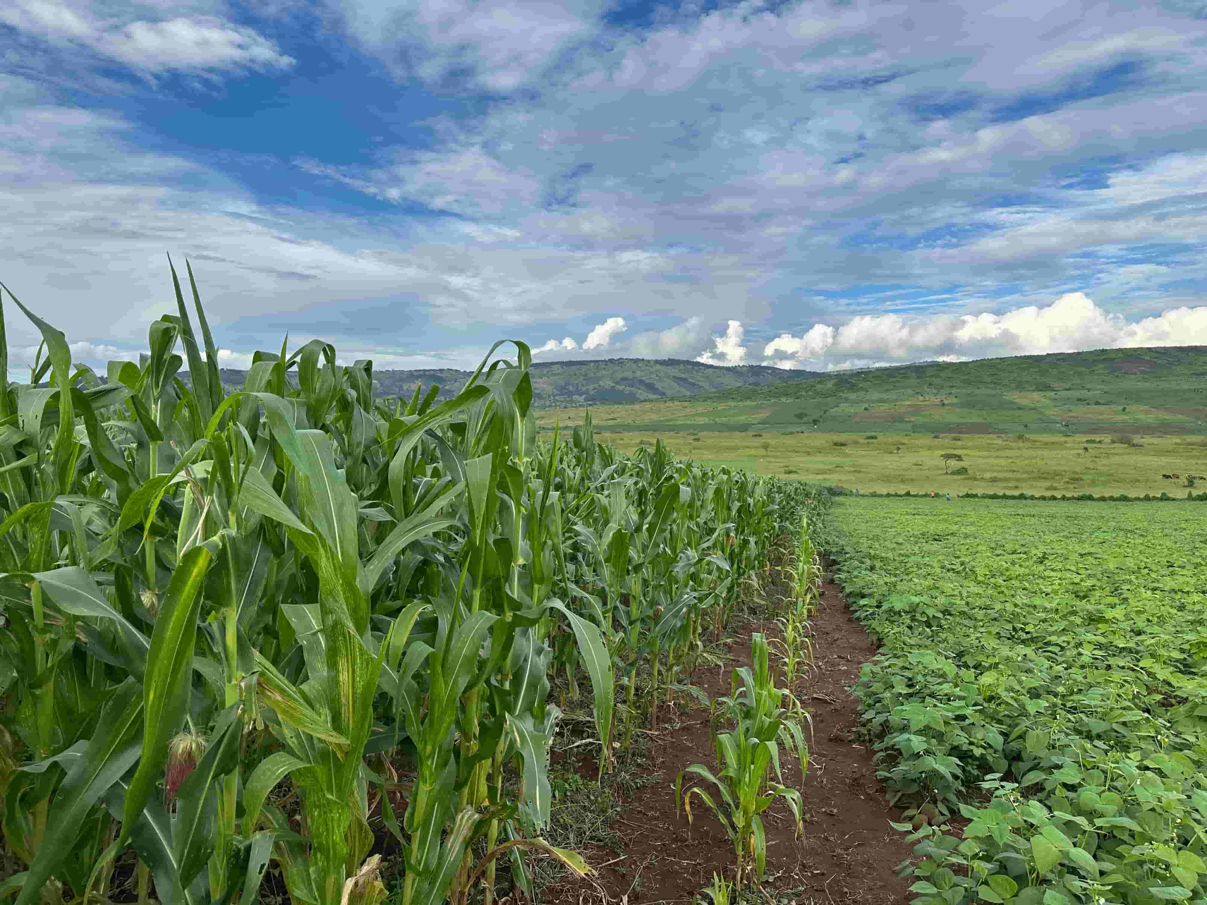 🌱 Prime Agricultural Land for Sale – 95 Hectares in Nyagatare District image 5