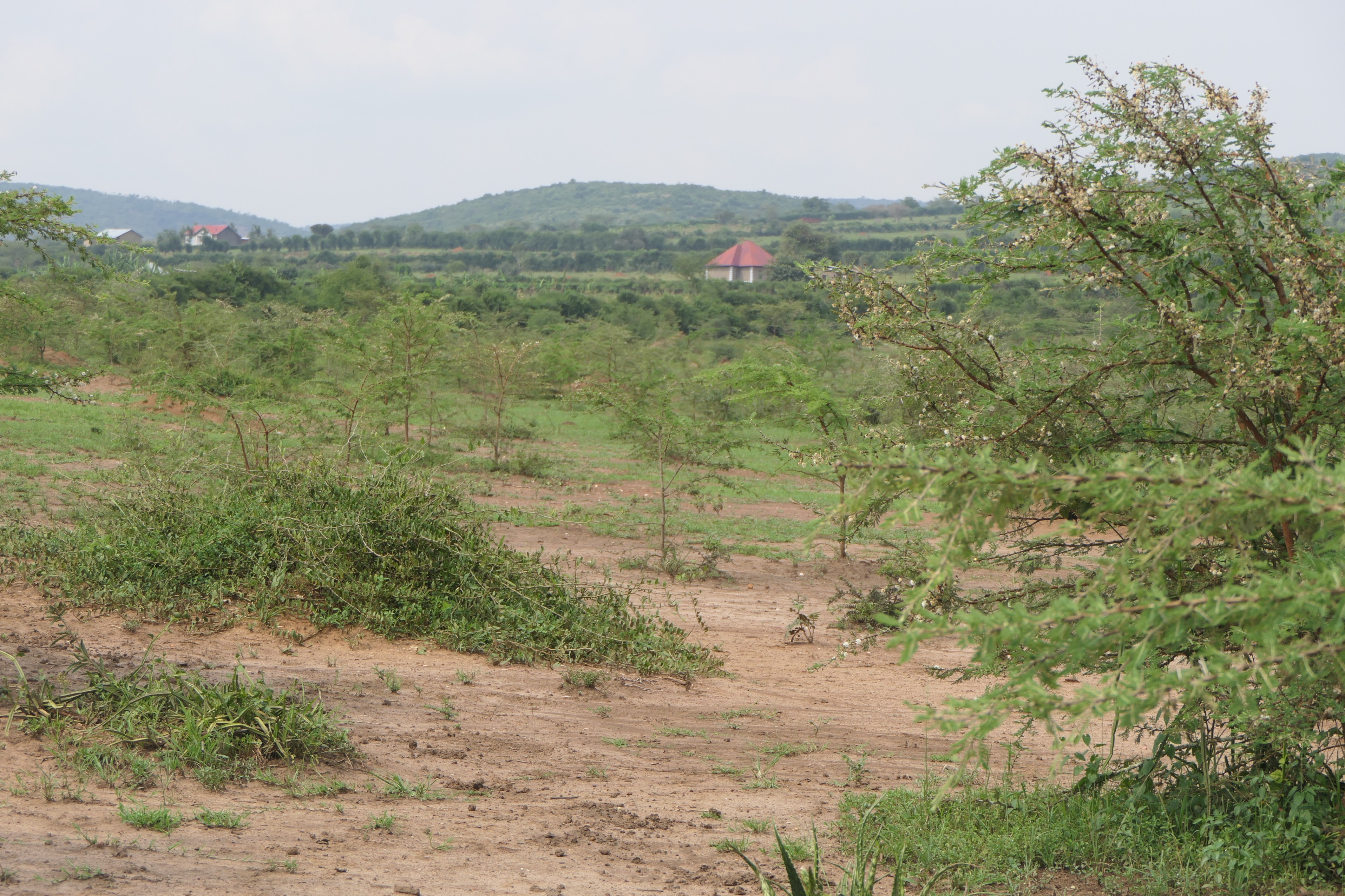 19 Hectares Livestock Farmland for Sale in Kayonza District, Rwanda image 8
