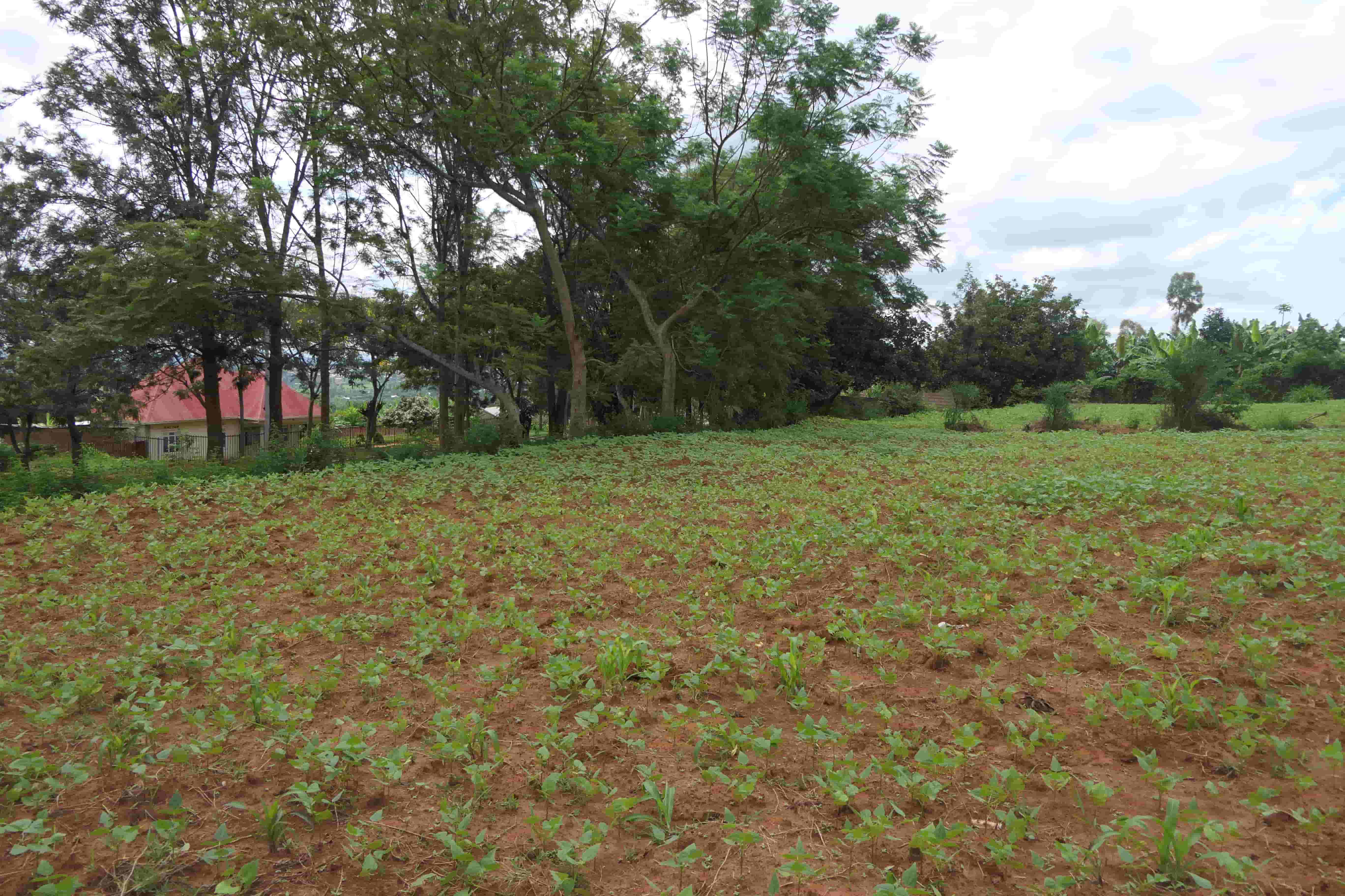 1000 Sqm Mixed Commercial Plot for Sale on the Main Road image 4
