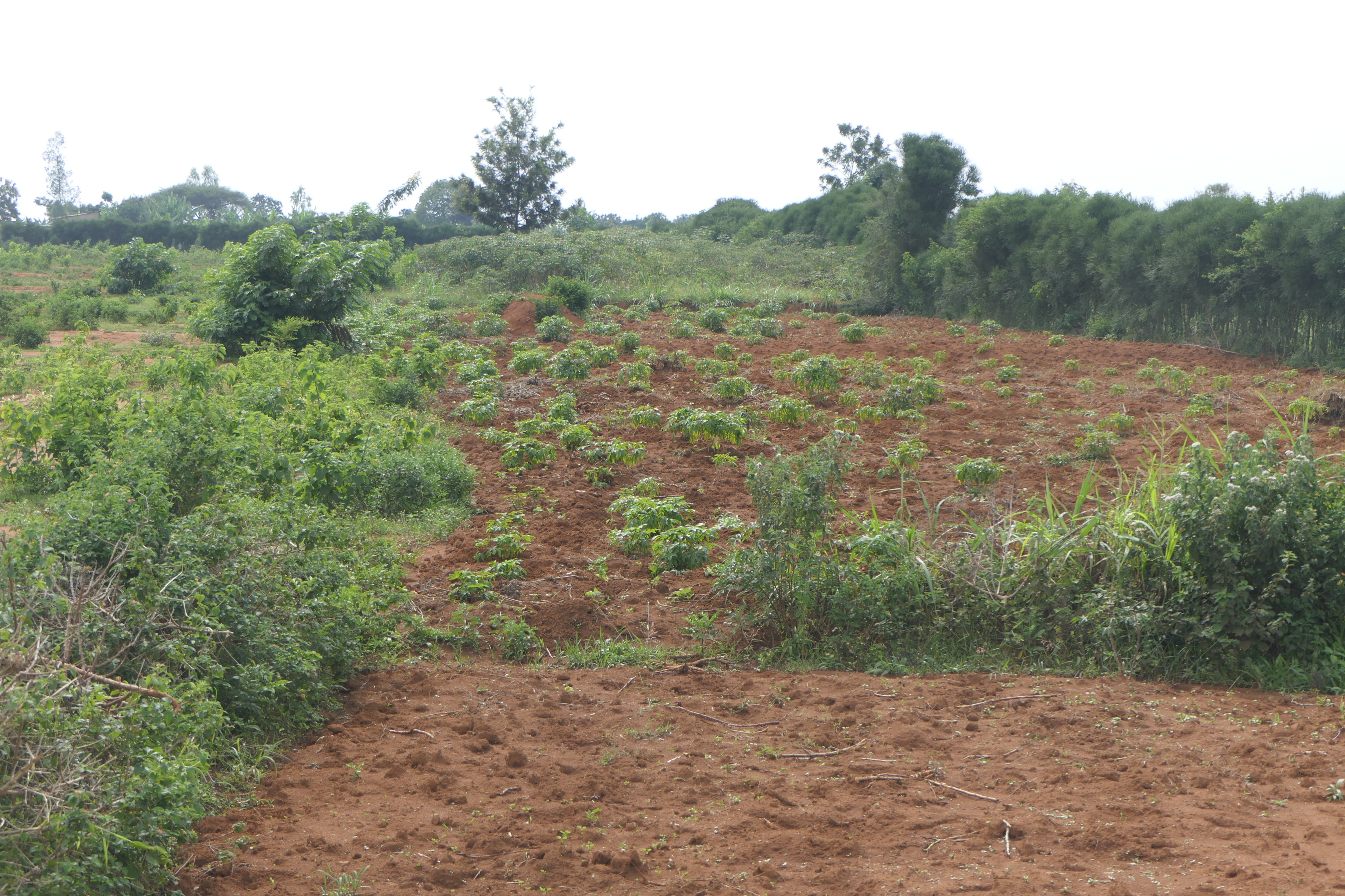 3.9 Hectares Farmland for Sale in Bugesera | 1 Minute from Main Road image 3