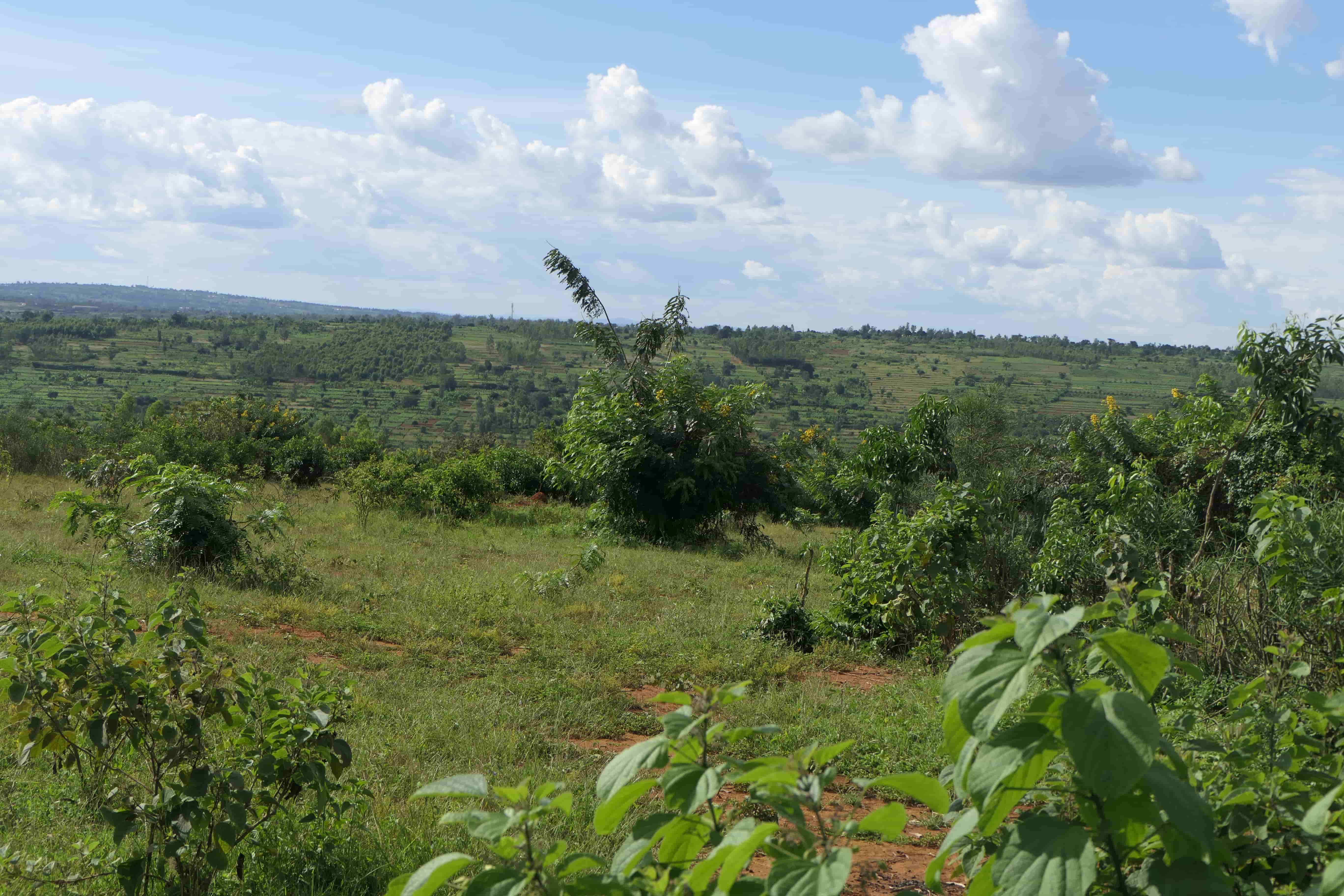 🌿 11 Hectares for Sale in Bugesera – Perfect for Agriculture & Livestock!🐄🌱
