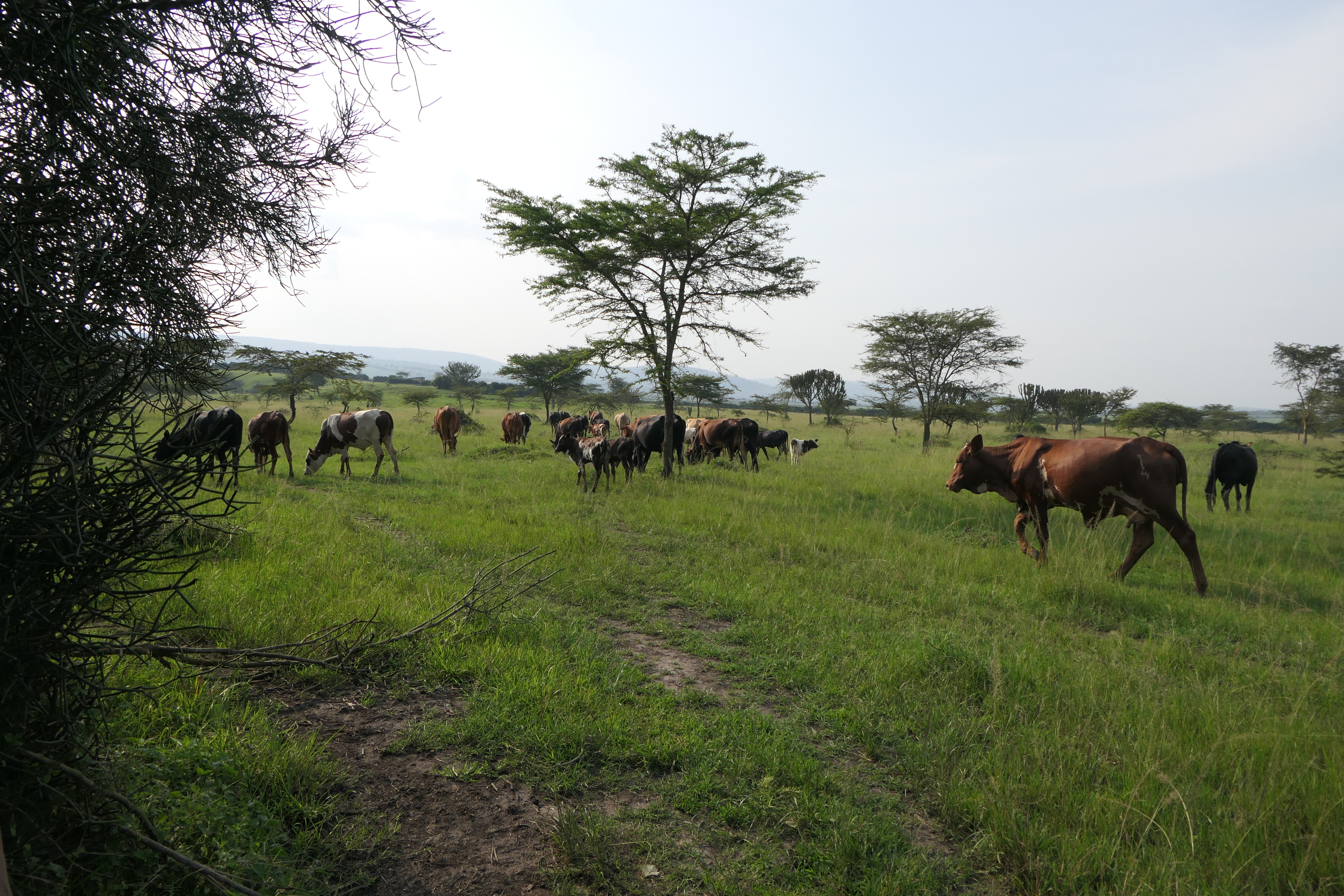 50 Hectares for Sale in Kayonza District, Rwanda 🇷🇼 | Perfect for Agriculture & Livestock